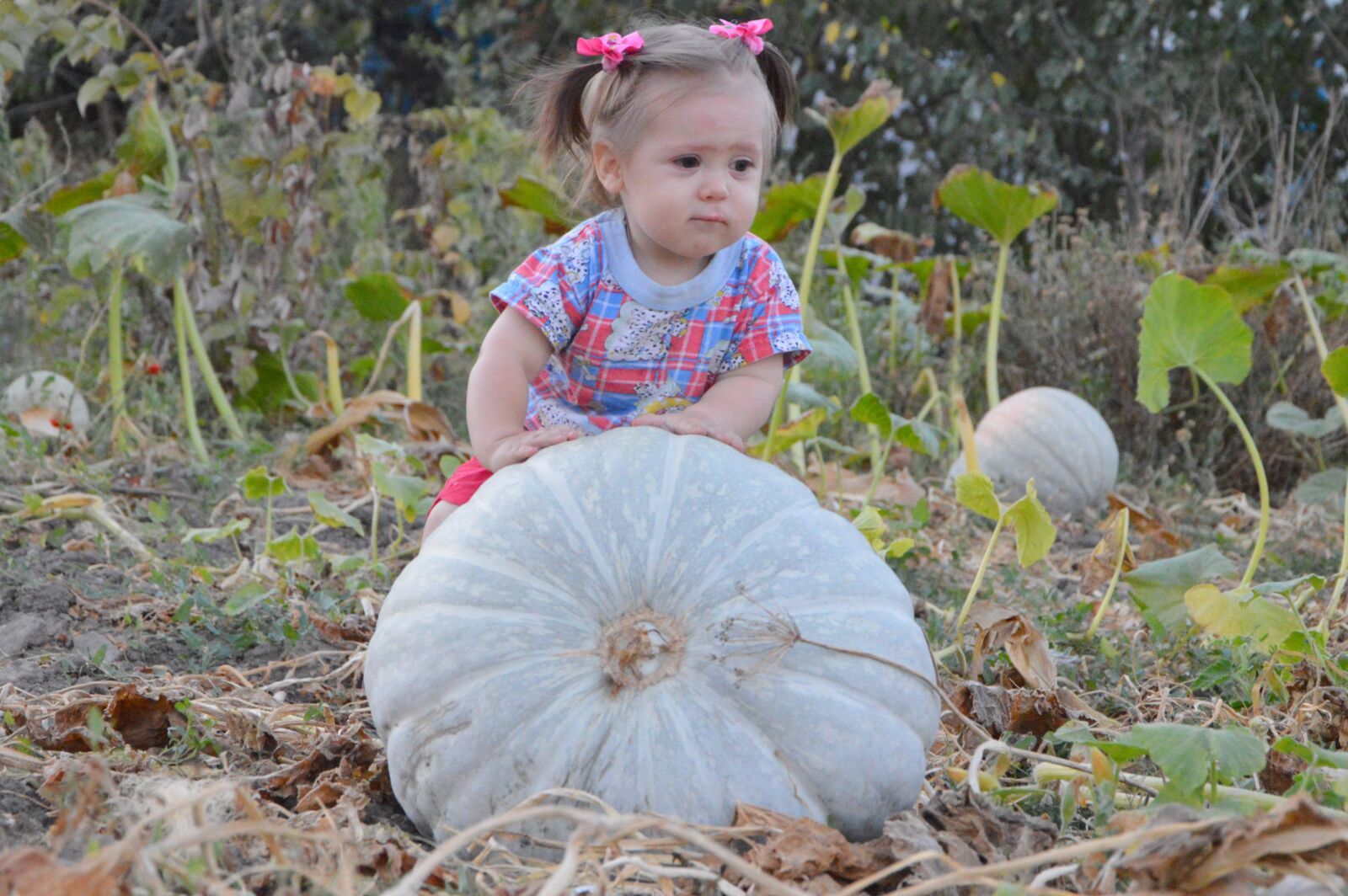 Nikon D3200 sample photo. Girl, baby, harvest photography