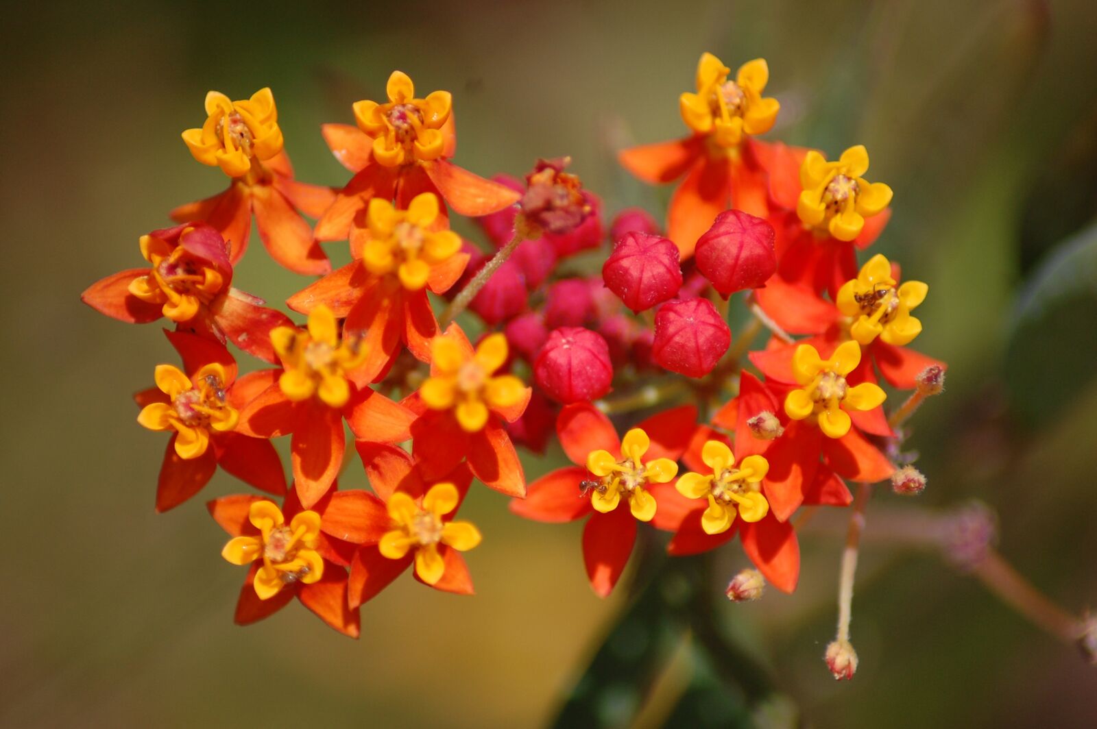 Nikon D40 sample photo. Flower, orange, yellow photography