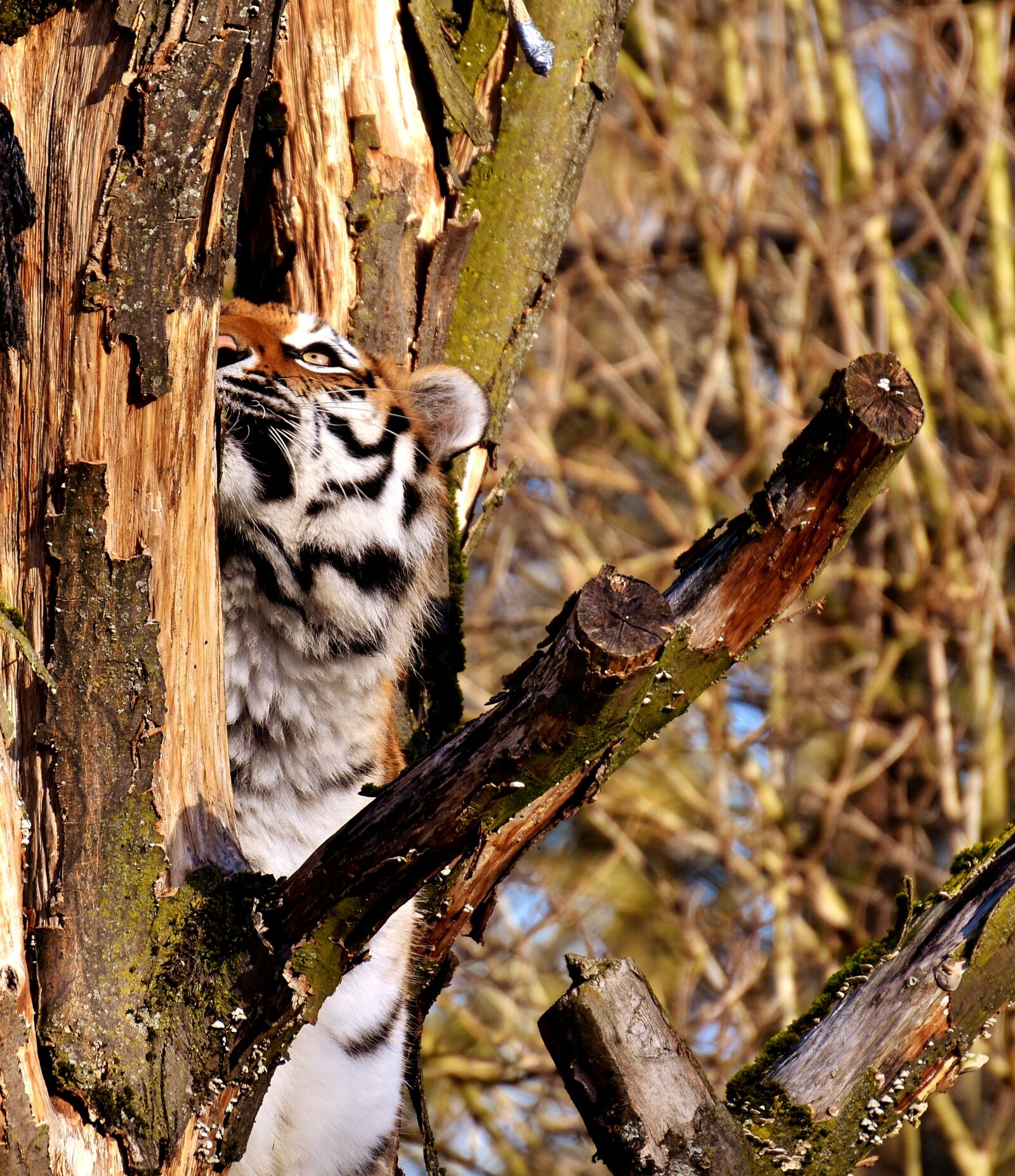 Nikon D7200 sample photo. Tiger, predator, fur photography