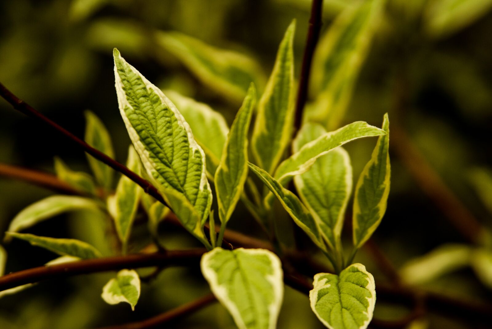 Sony Alpha DSLR-A200 sample photo. Leaf, white, green photography