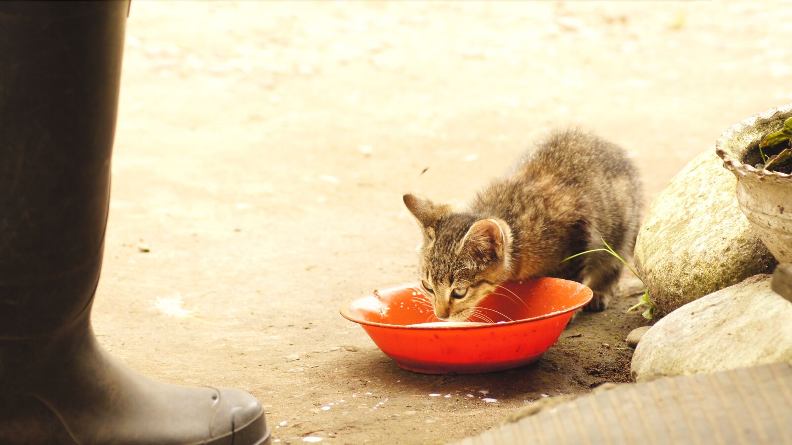 Sony SLT-A55 (SLT-A55V) sample photo. Animalesel, field, nature photography