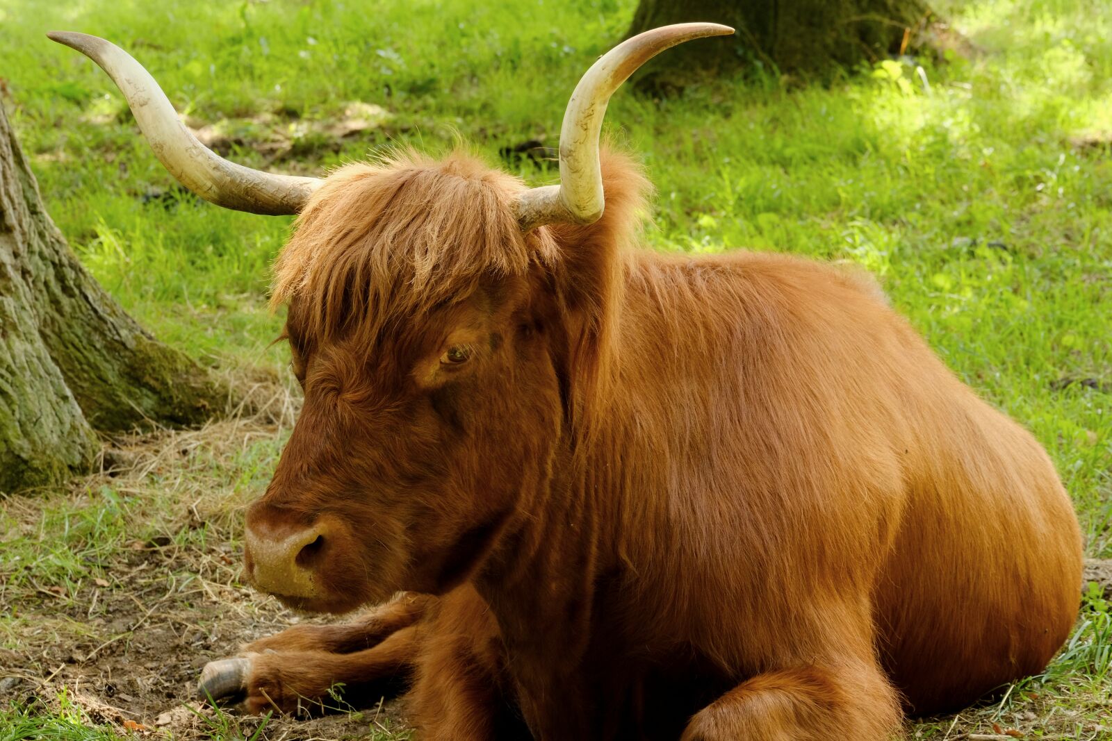 Fujifilm X-T20 sample photo. Beef, scottish hochlandrind, animal photography