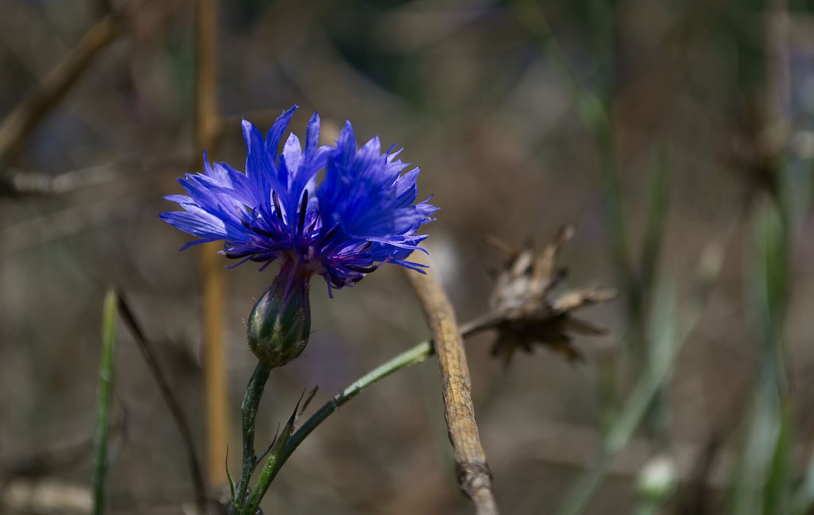 Nikon D3100 sample photo. Cornflower, blue, flower photography