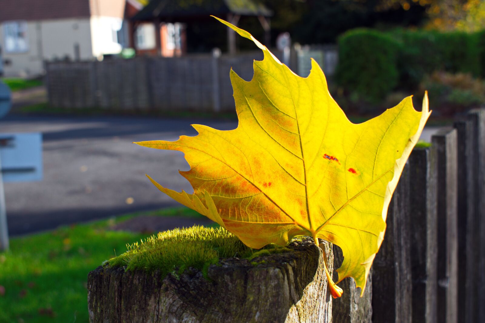 Nikon D3300 sample photo. Just a leaf, leaves photography