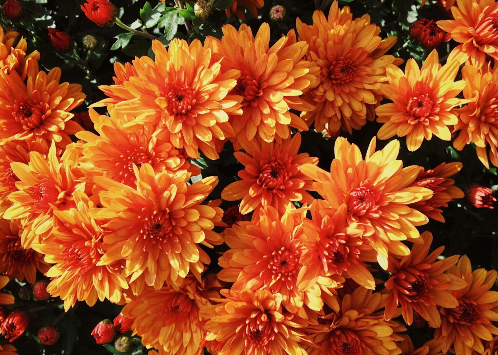 iPhone 5s back camera 4.15mm f/2.2 sample photo. Mums, flowers, fall photography