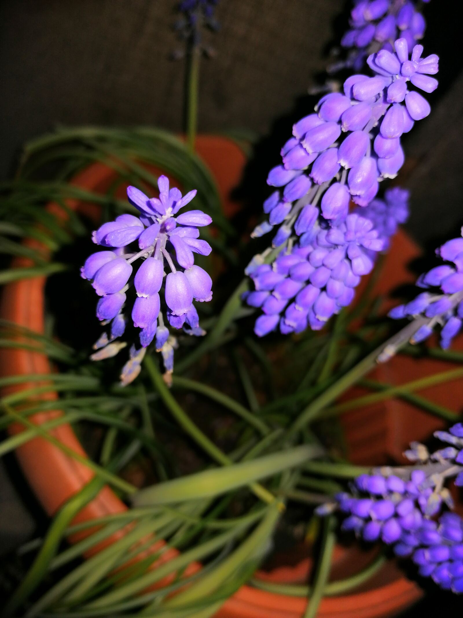 HUAWEI SNE-LX1 sample photo. Flower, beautiful, photo photography