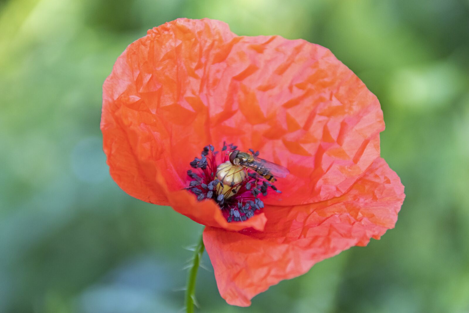Canon EOS 800D (EOS Rebel T7i / EOS Kiss X9i) sample photo. Red, poppy, flower photography