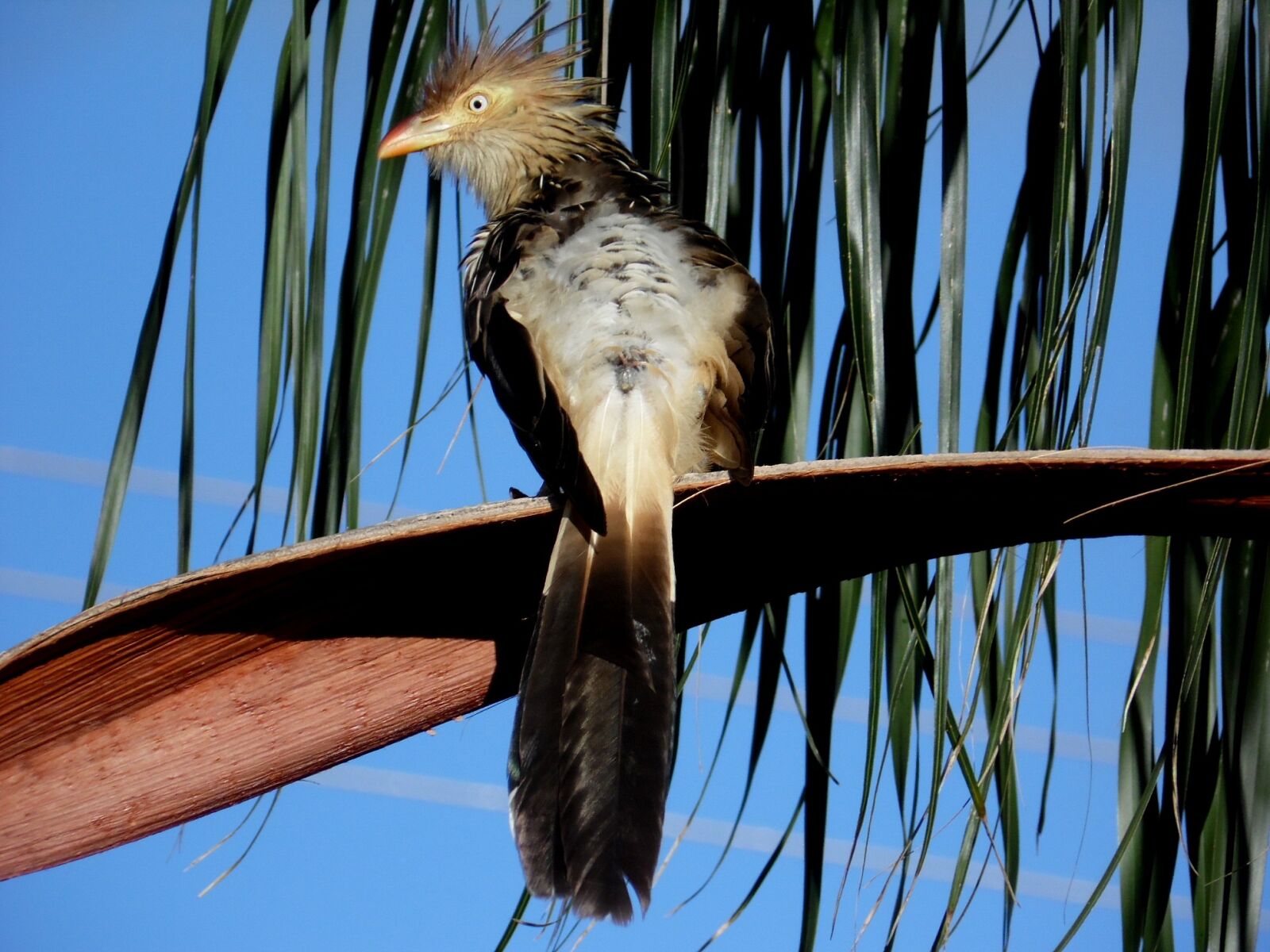 Samsung WB100/  WB101 sample photo. Anu white, bird, environment photography