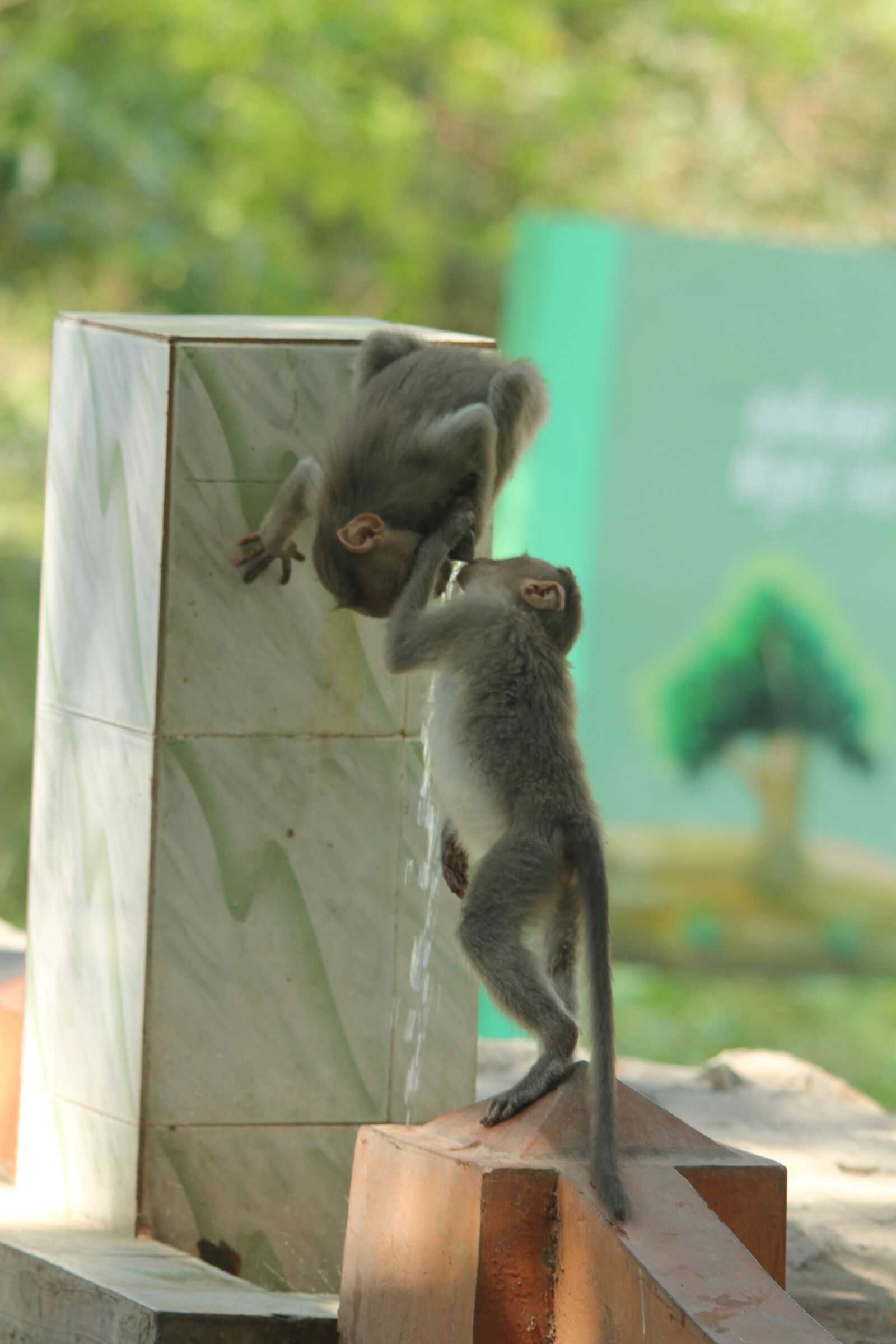 Canon EOS 550D (EOS Rebel T2i / EOS Kiss X4) sample photo. Save water, animal, love photography