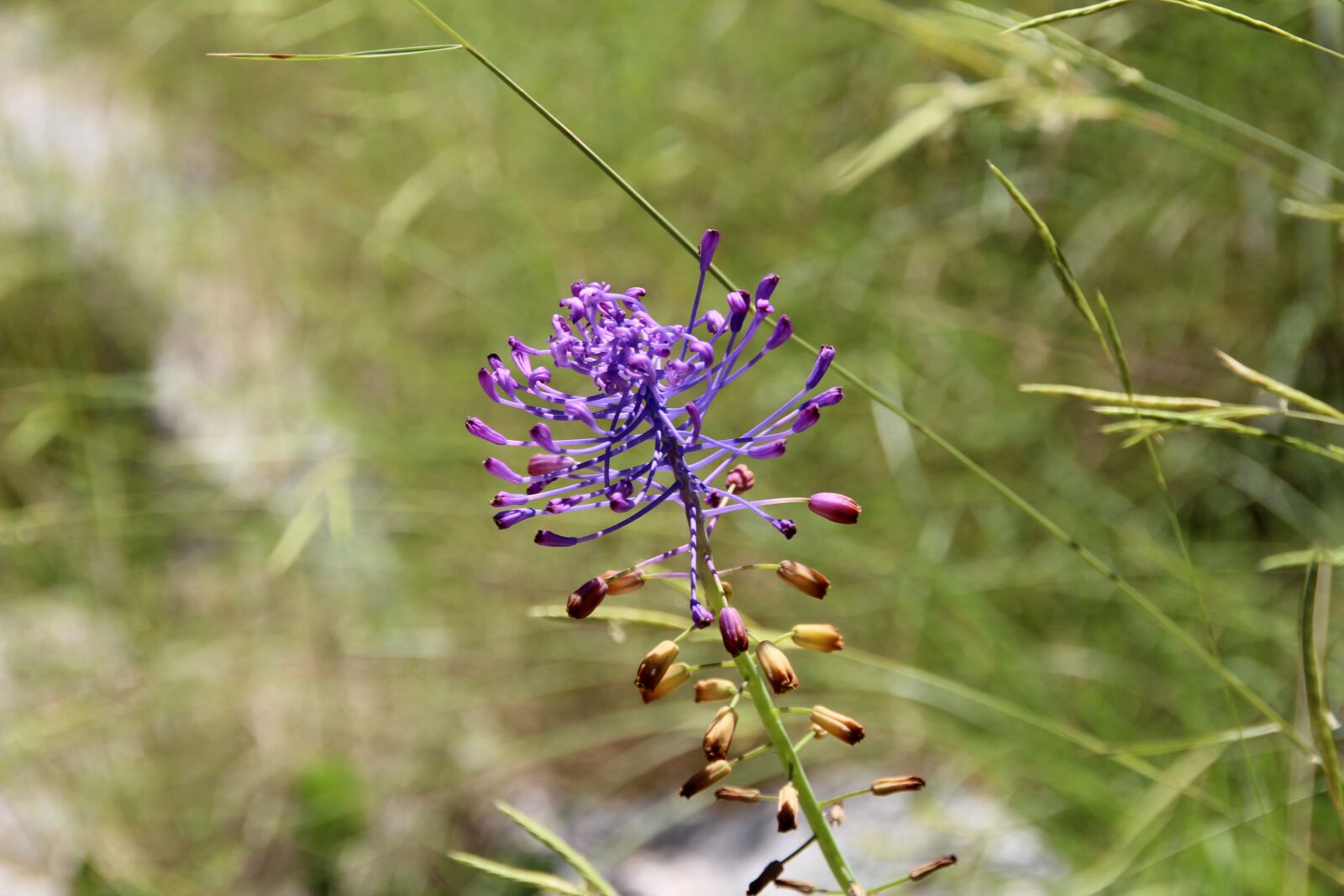 Canon EOS 600D (Rebel EOS T3i / EOS Kiss X5) sample photo. Flower, meadow, purple photography