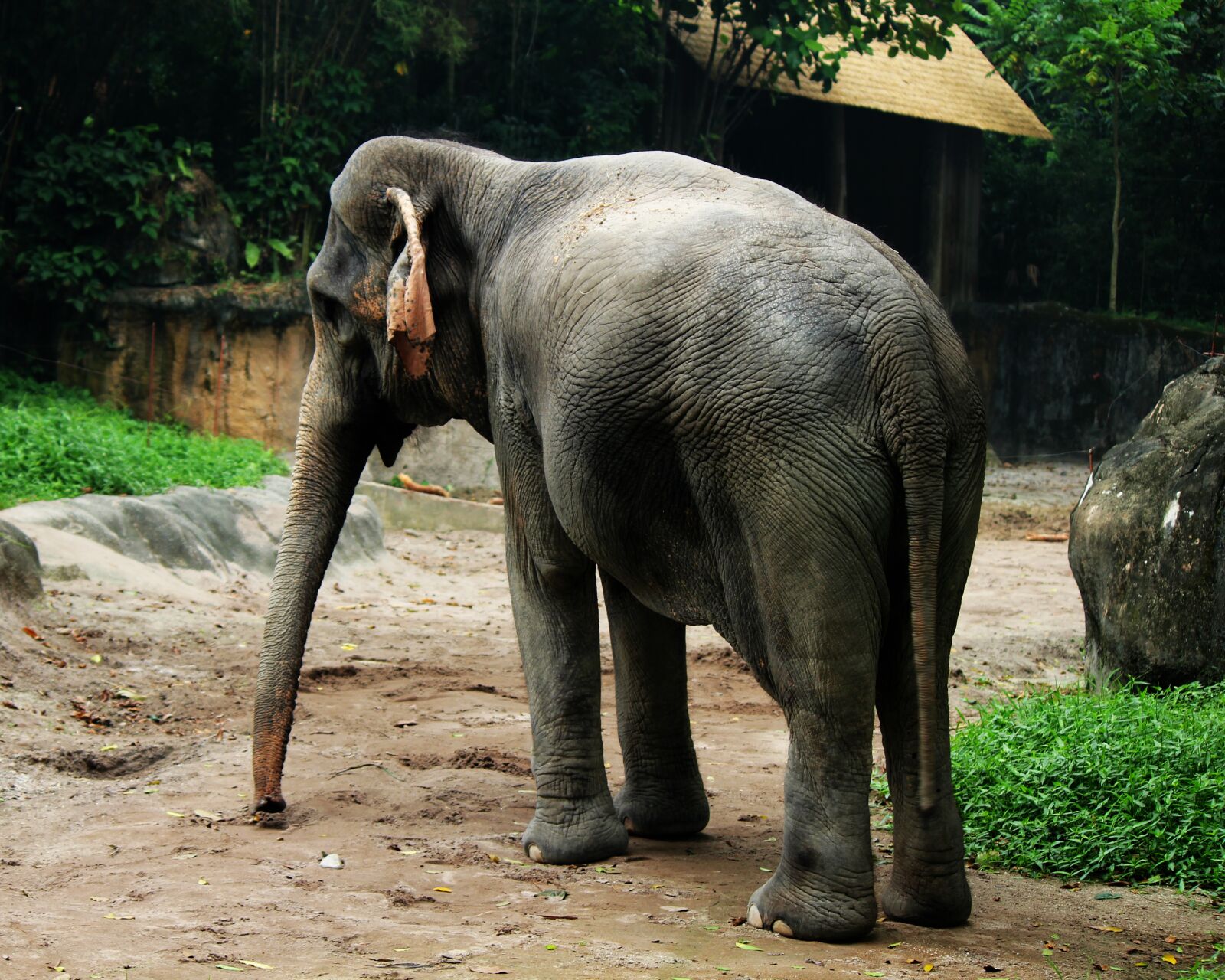 Canon EOS 550D (EOS Rebel T2i / EOS Kiss X4) sample photo. Elephant, animal, zoo photography