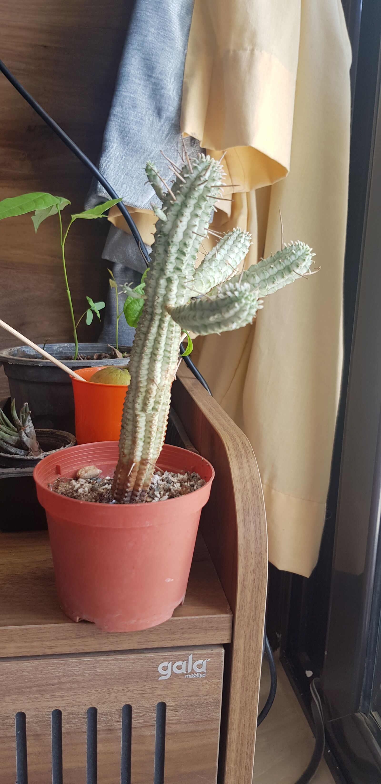 Samsung SM-G955F sample photo. Plant, cacti, green photography