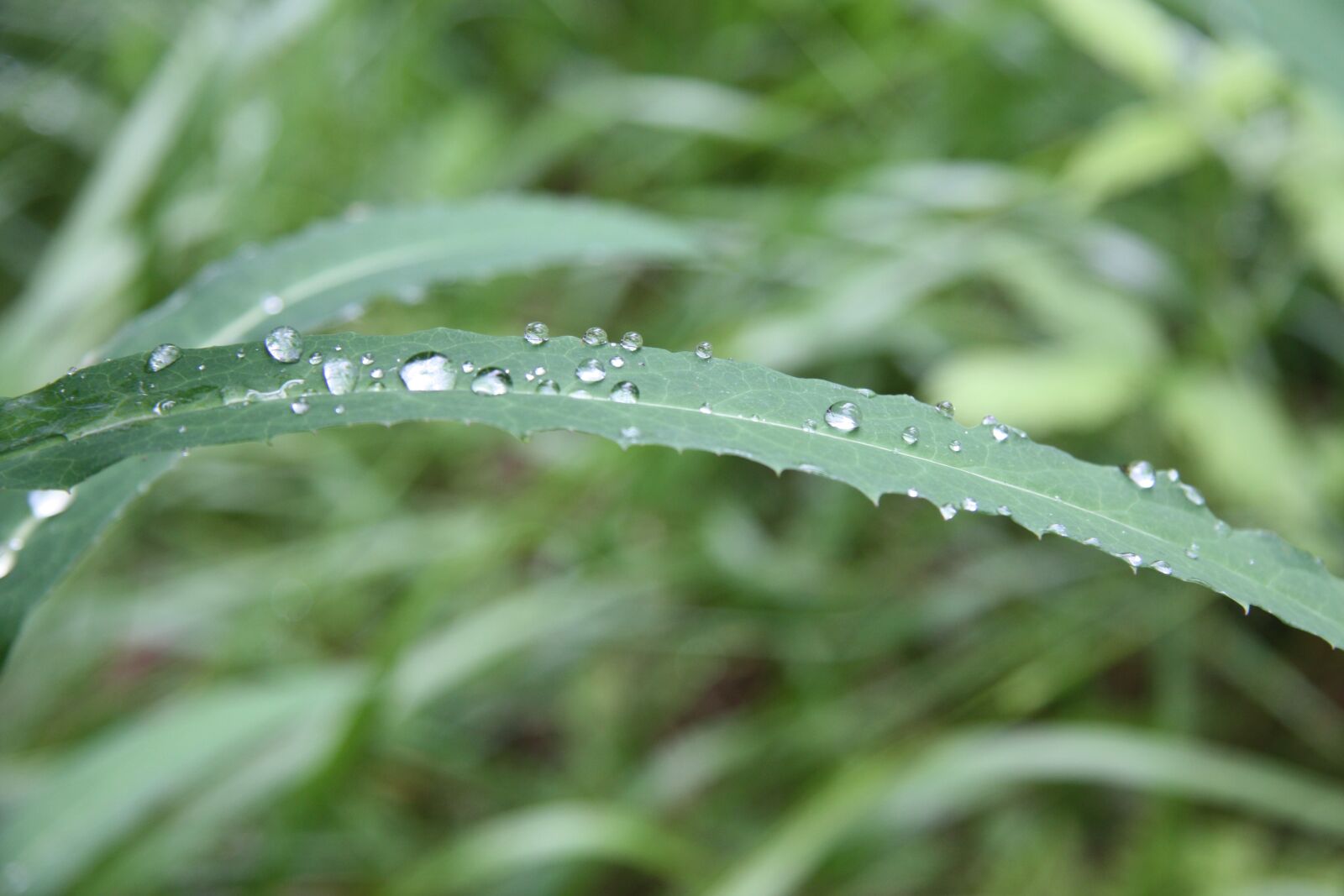 Canon EOS 450D (EOS Rebel XSi / EOS Kiss X2) sample photo. Leaf, green, water photography