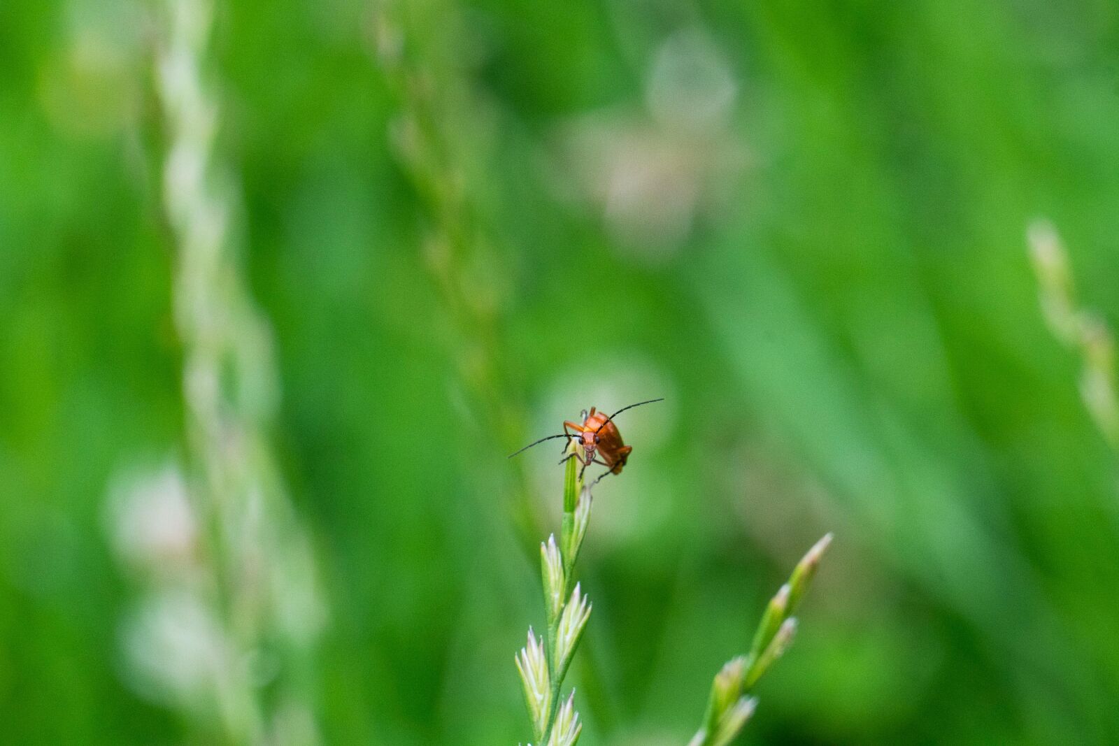 Sony a6300 + Sony E 55-210mm F4.5-6.3 OSS sample photo. Soldier beetle, beetle, orange photography