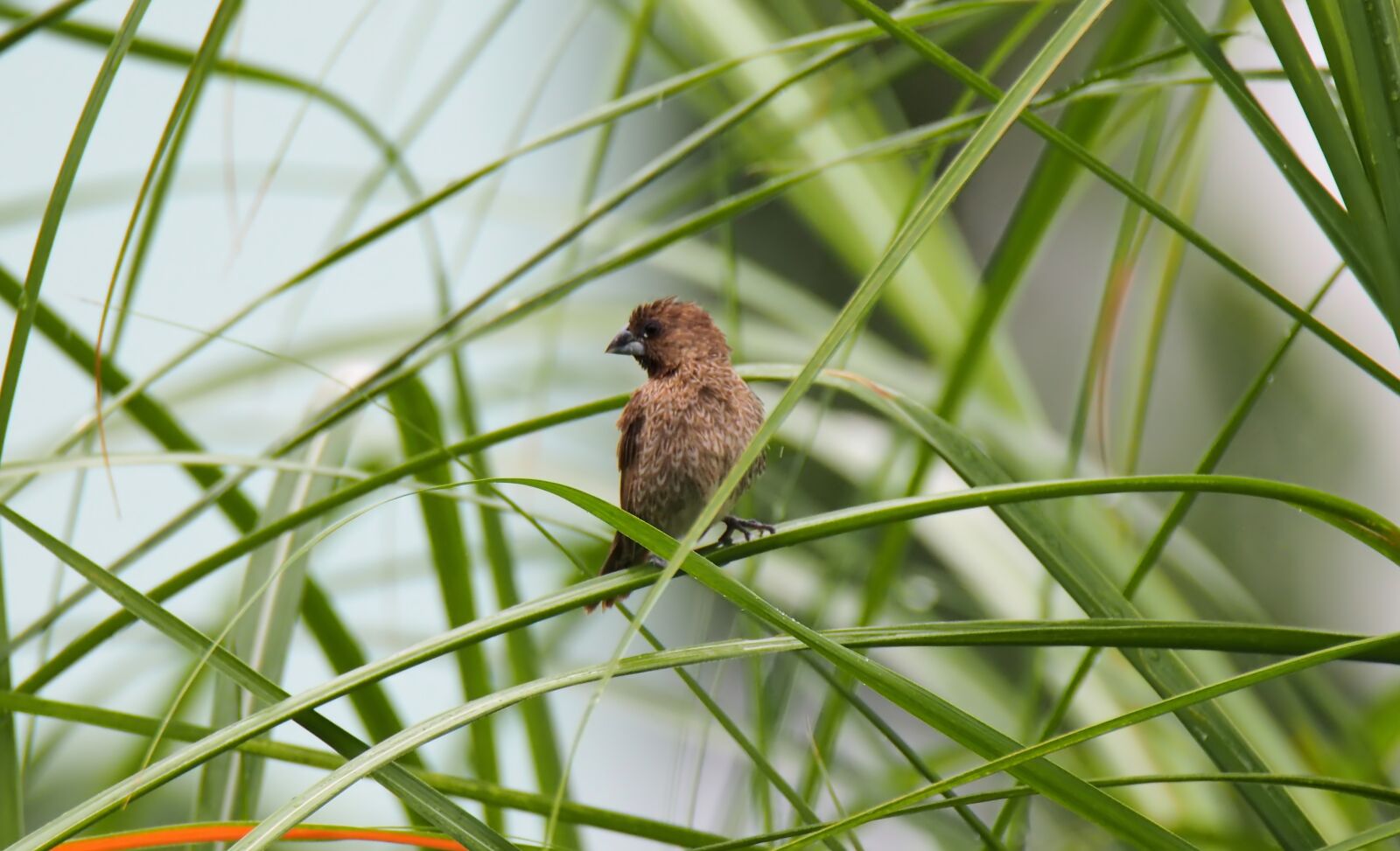 Olympus OM-D E-M1 sample photo. Bird, wild, wildlife photography