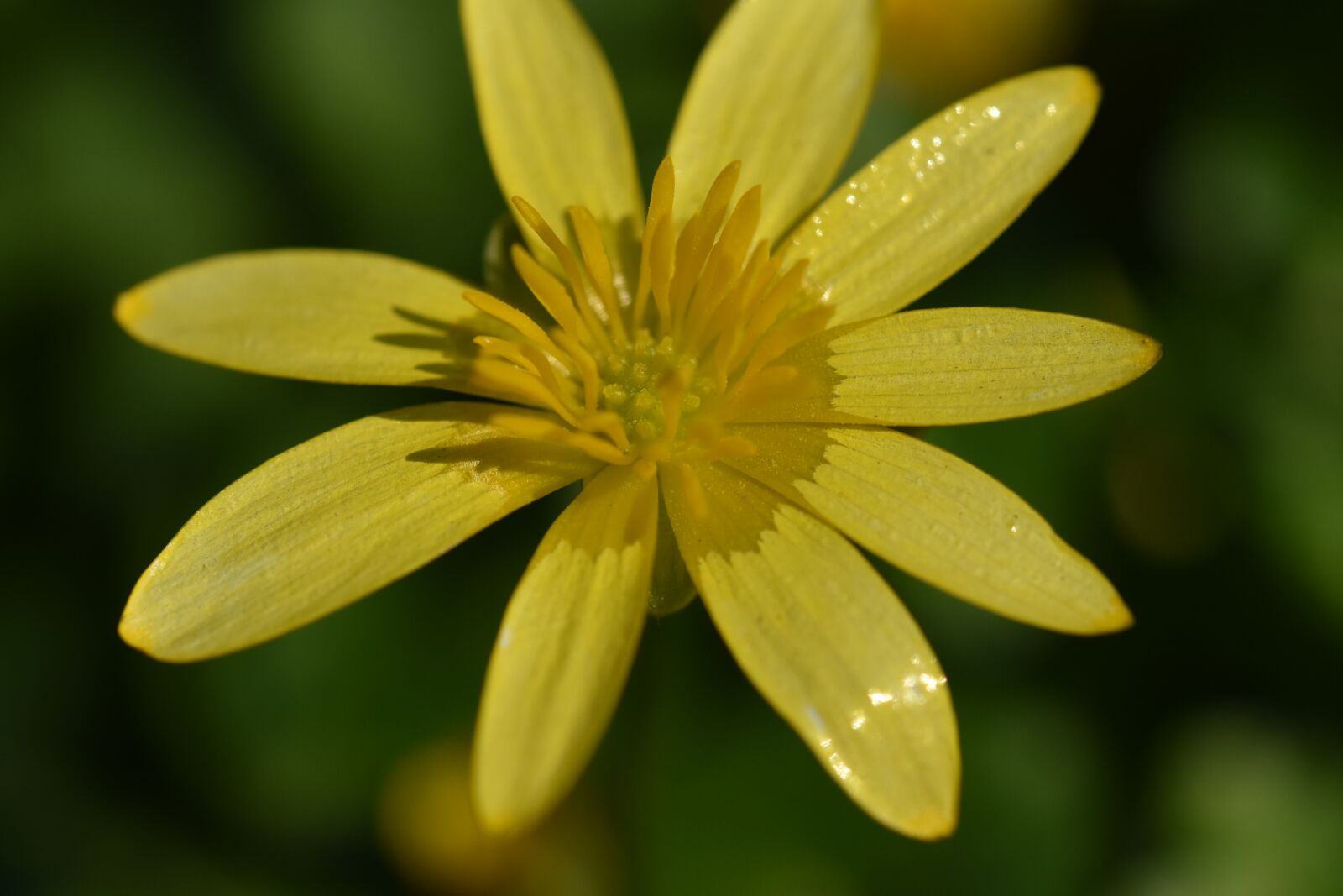 Nikon D5600 sample photo. Flower, flowers, buttercup photography