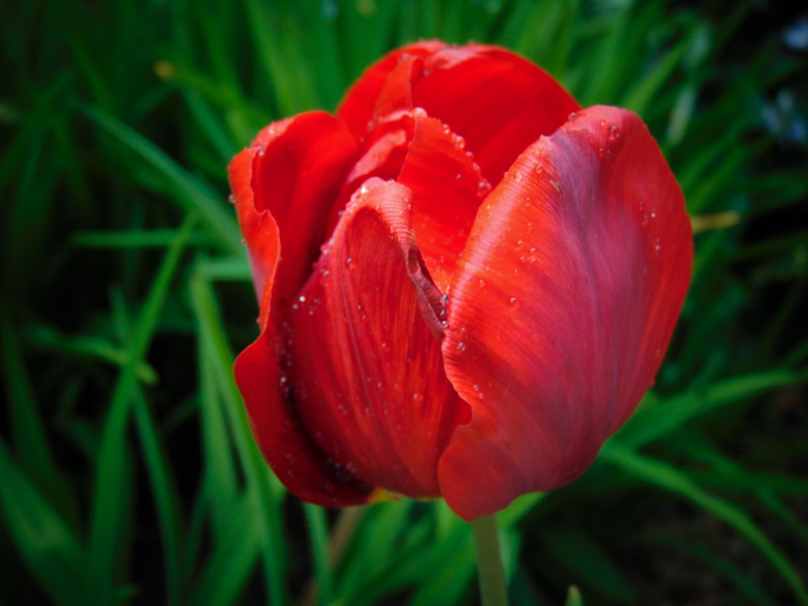 Sony Cyber-shot DSC-H300 sample photo. Year-2020, merchant louis, moss photography