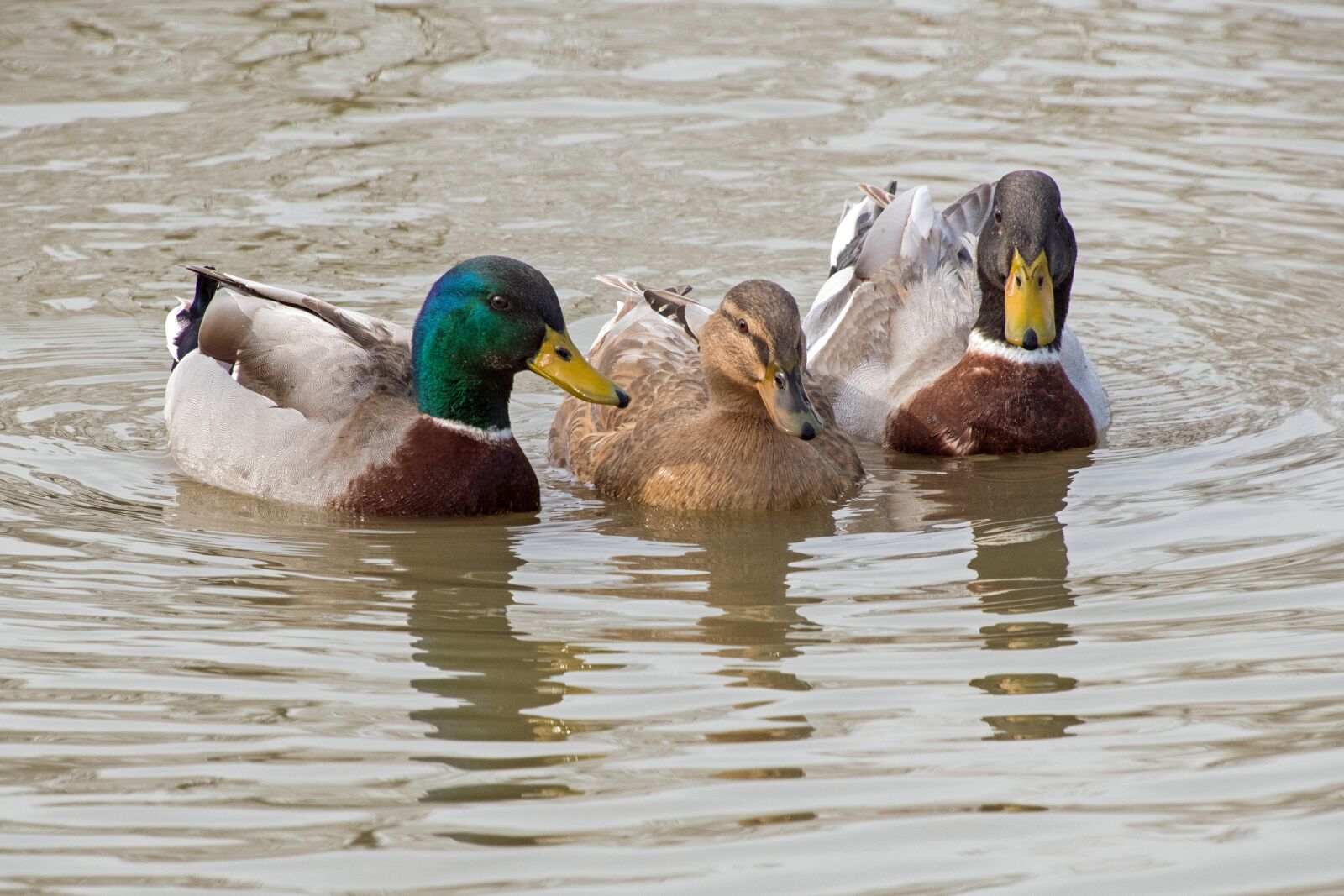 Nikon D500 sample photo. Duck, mallard, three photography