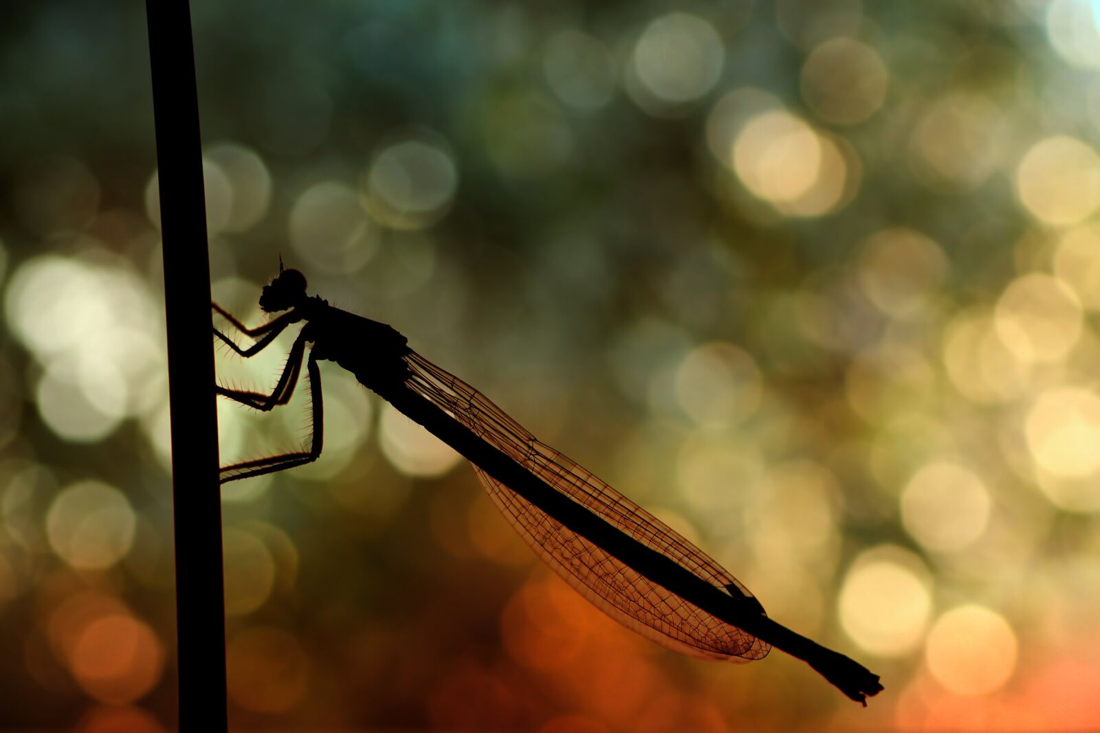 Tamron SP 90mm F2.8 Di VC USD 1:1 Macro sample photo. Dragonfly, backlighting, bokeh photography