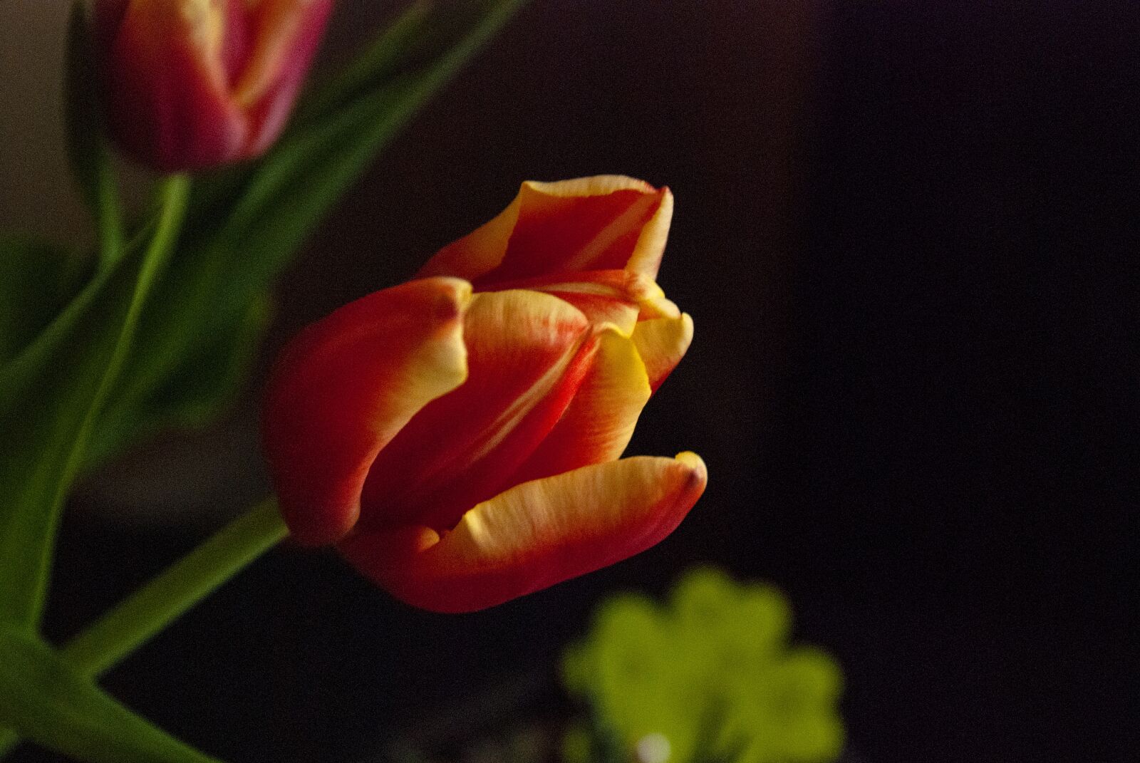 Nikon D80 sample photo. Tulip, flower, nature photography