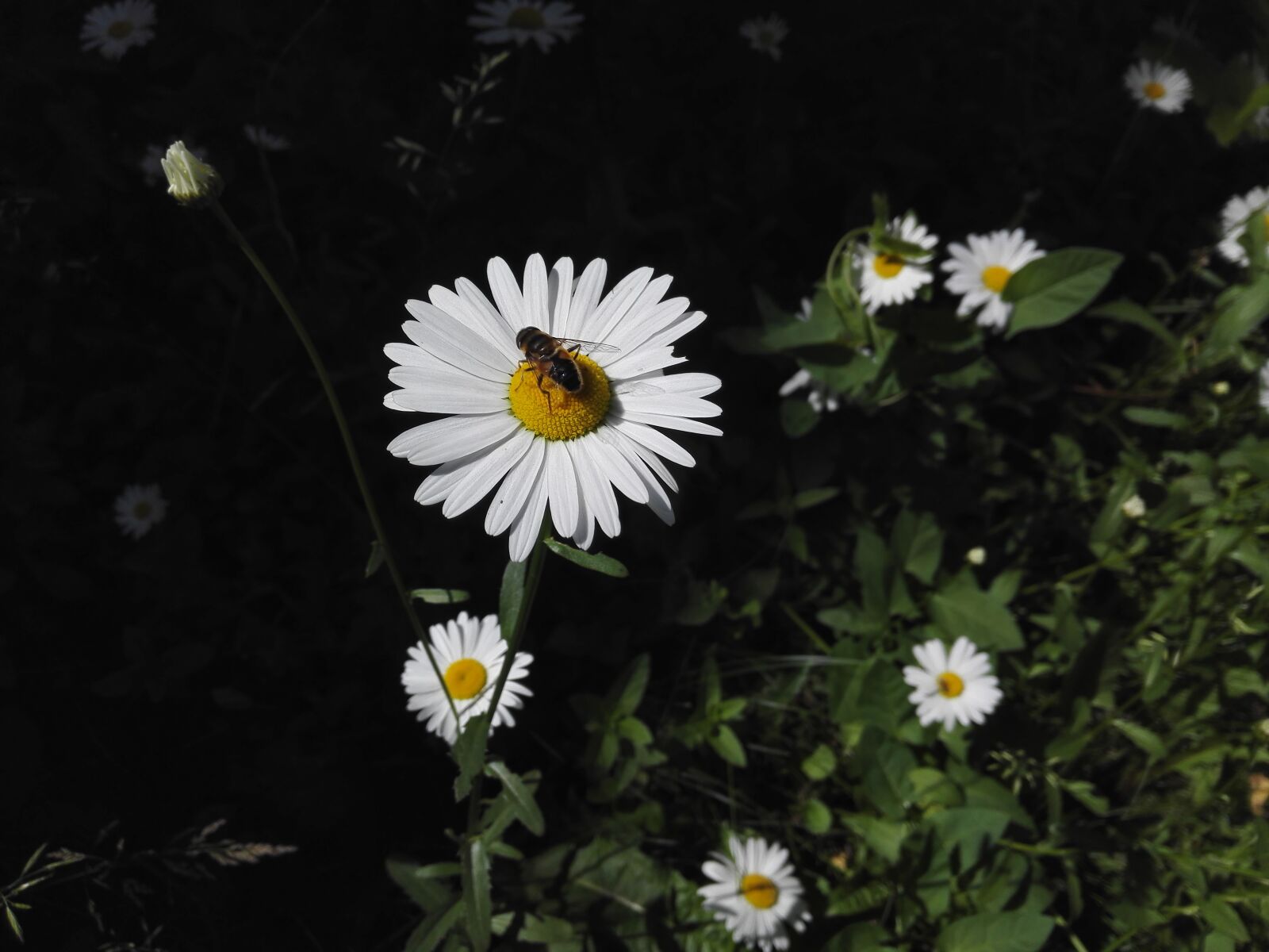 HUAWEI H60-L04 sample photo. Daisy, nature, bee photography
