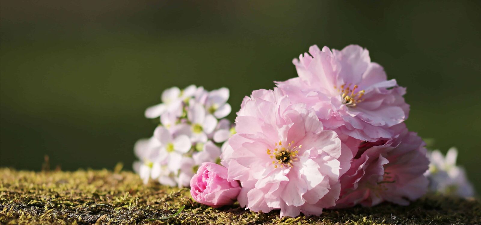 Canon EOS 80D sample photo. Flower, still life, decoration photography
