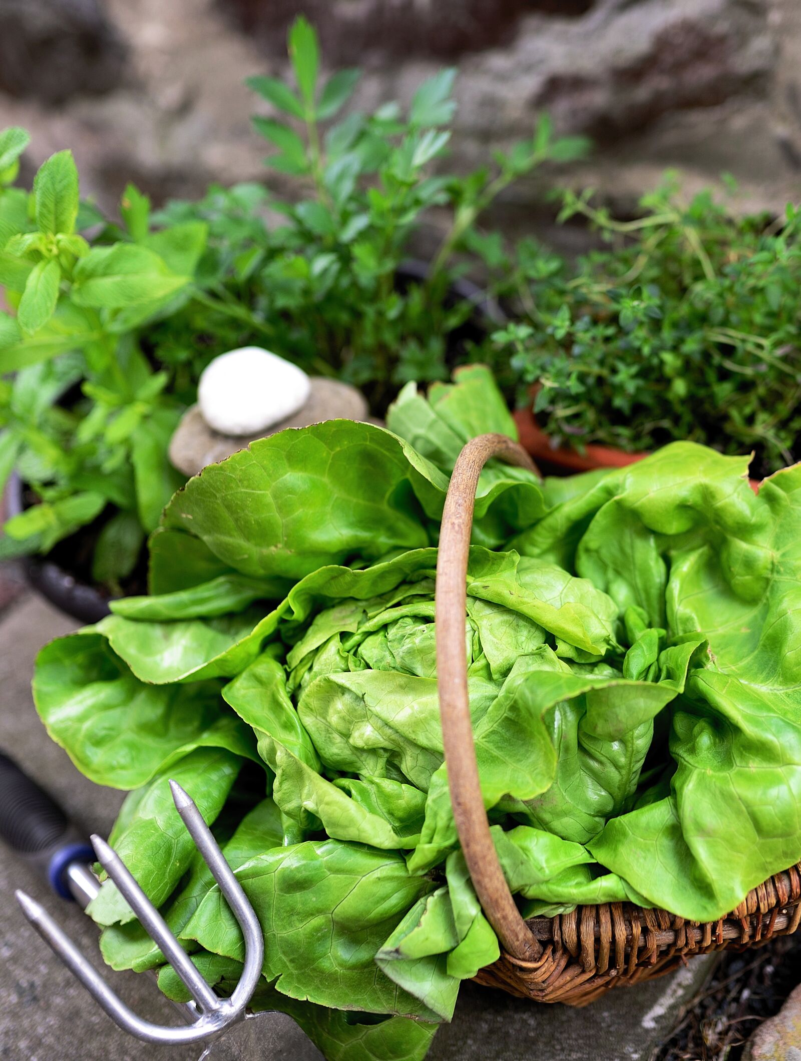 Nikon D610 sample photo. Salad, herbs, garden photography
