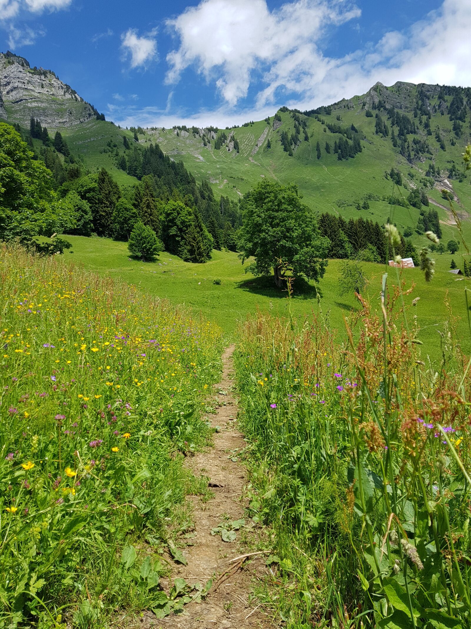 Samsung Galaxy S8+ sample photo. Trail, mountain, nature photography