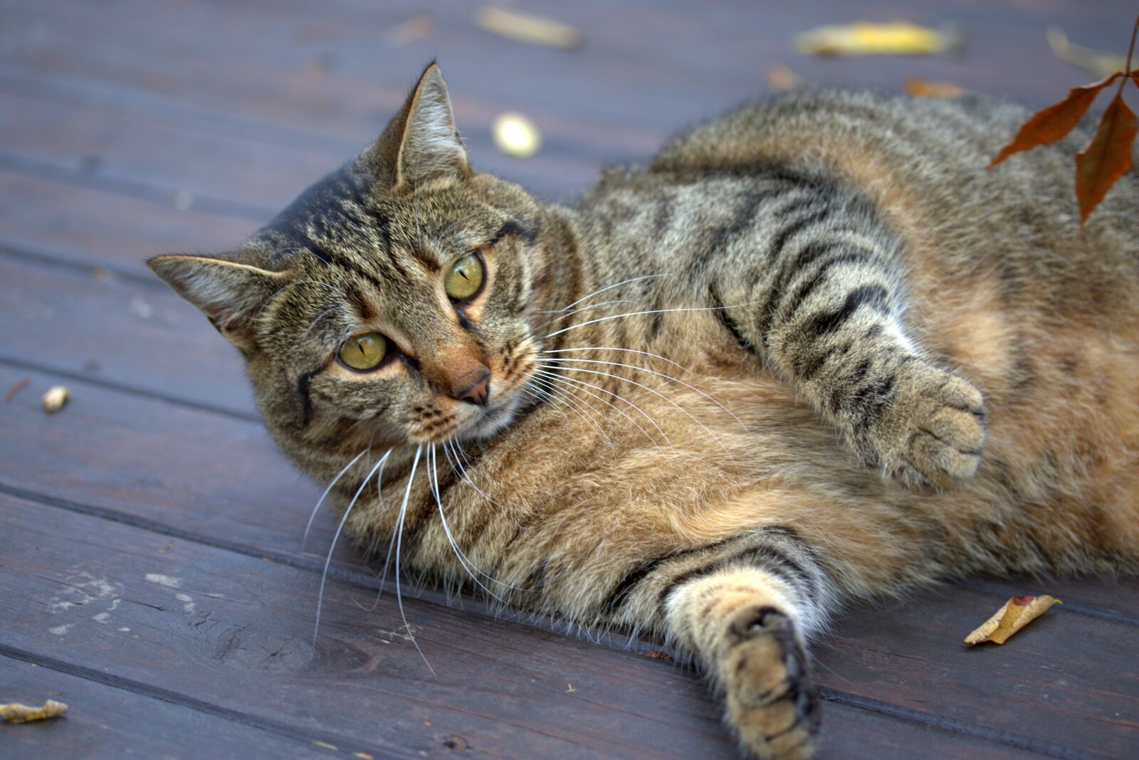 Canon EF-S 60mm F2.8 Macro USM sample photo. Cat, playful, gray photography