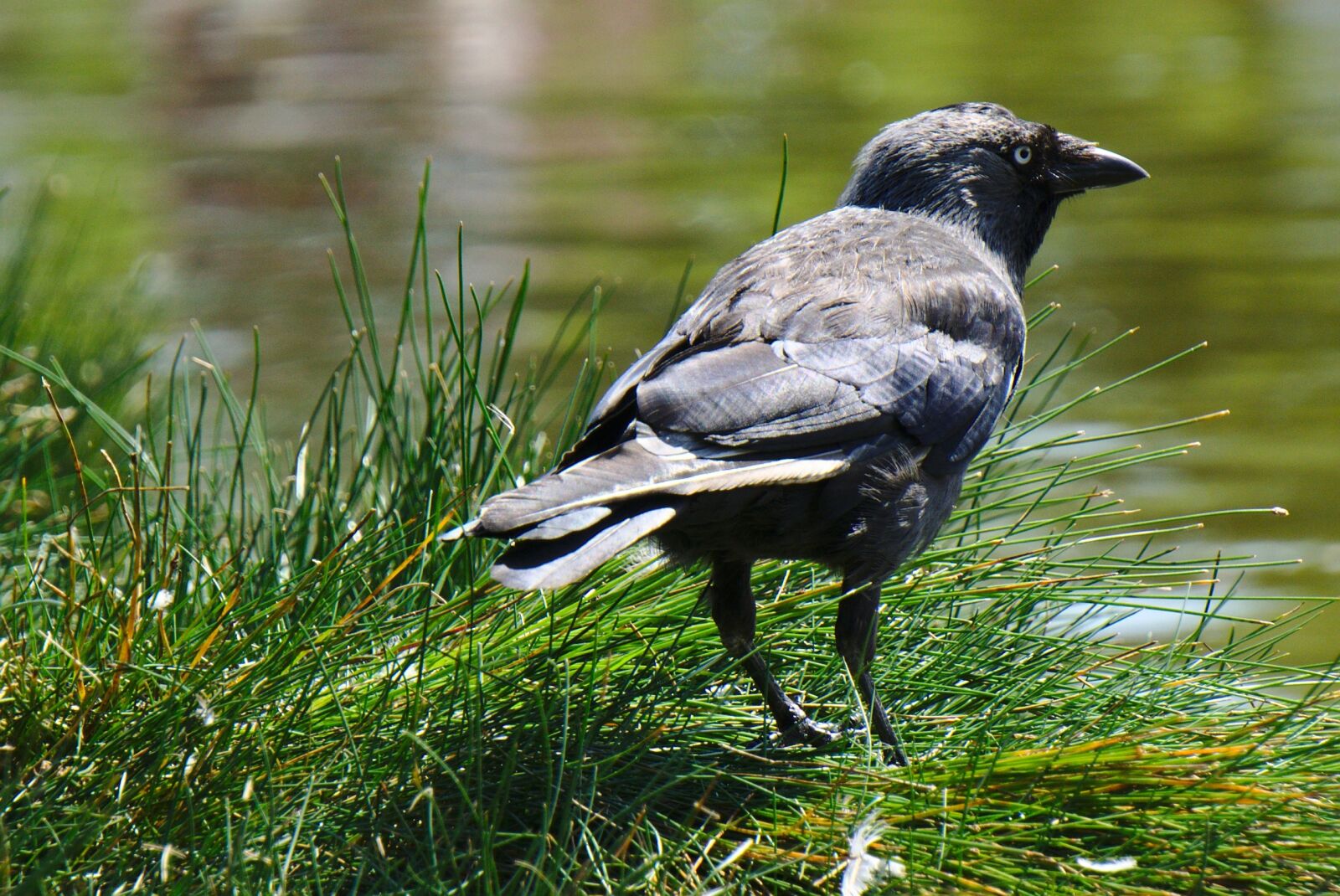 Sony E 55-210mm F4.5-6.3 OSS sample photo. Crow, grass, water photography