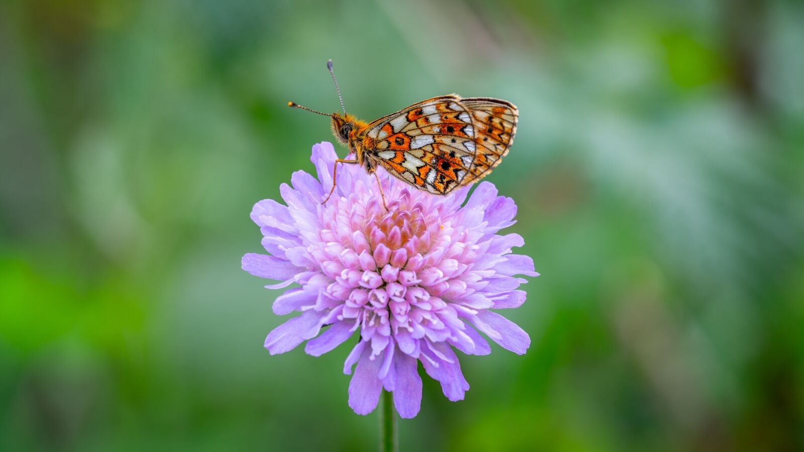 Sony a7R II + Canon EF 100mm F2.8L Macro IS USM sample photo. Butterfly, the metalmark, flower photography