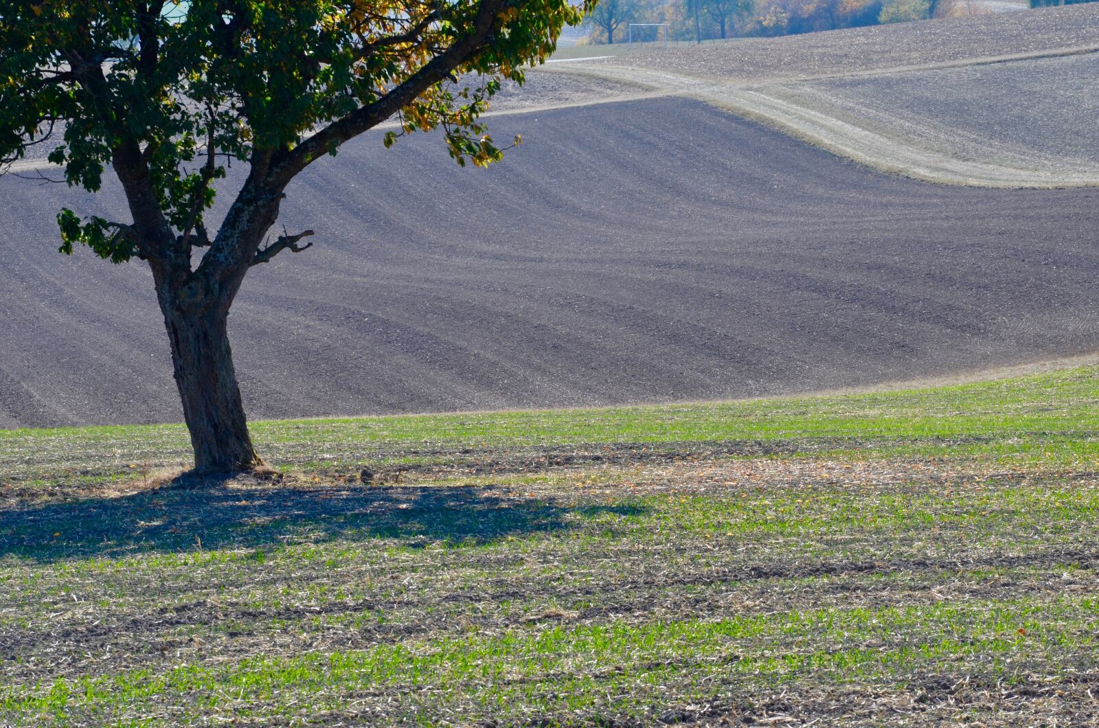 Nikon D5100 sample photo. Tree, field, arable photography