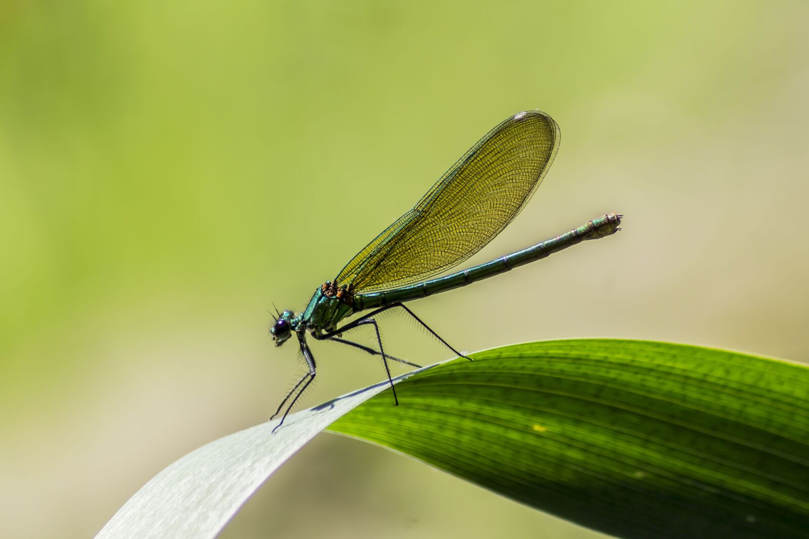 Canon EOS 1100D (EOS Rebel T3 / EOS Kiss X50) sample photo. Dragonfly, nature, insect photography
