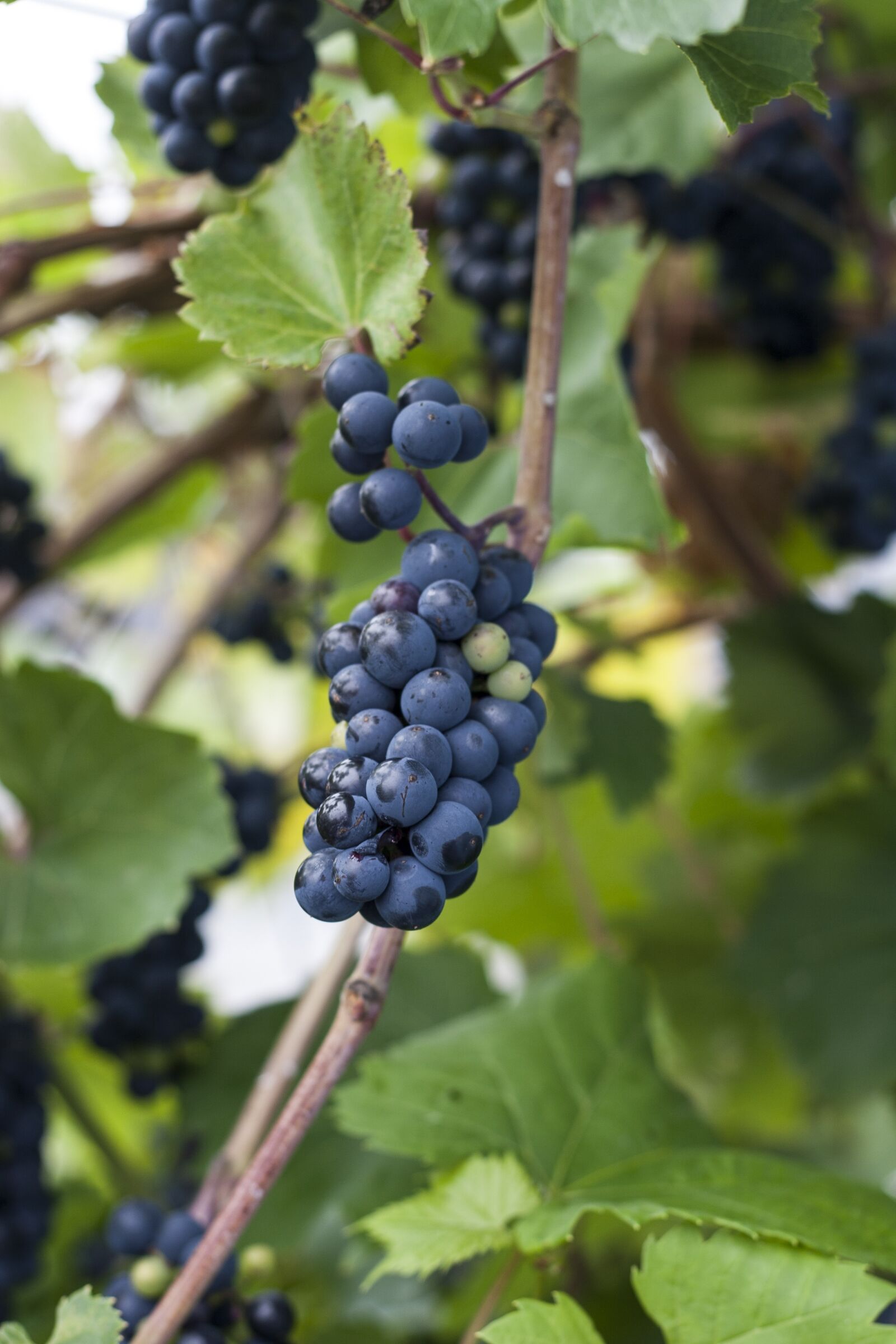 Canon EOS 20D sample photo. Grapes, plants, berry photography