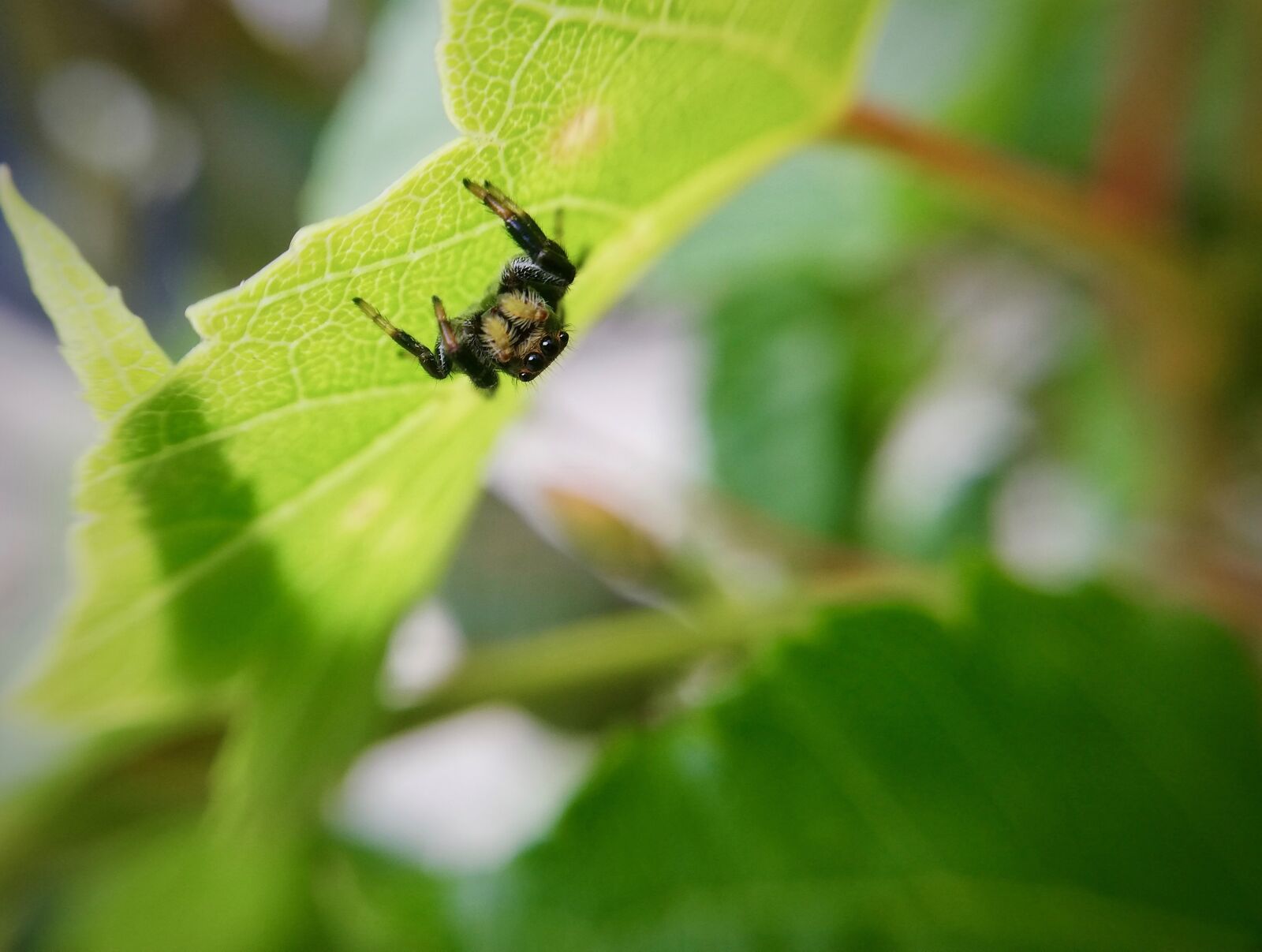 HUAWEI P20 lite sample photo. Spider, insect, nature photography