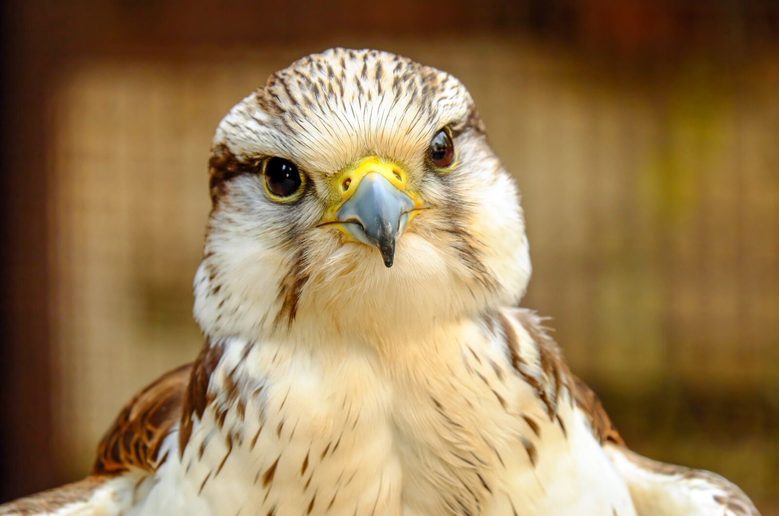 Fujifilm X-T10 + Fujifilm XC 50-230mm F4.5-6.7 OIS sample photo. Gyrfalcon, falcon, bird photography