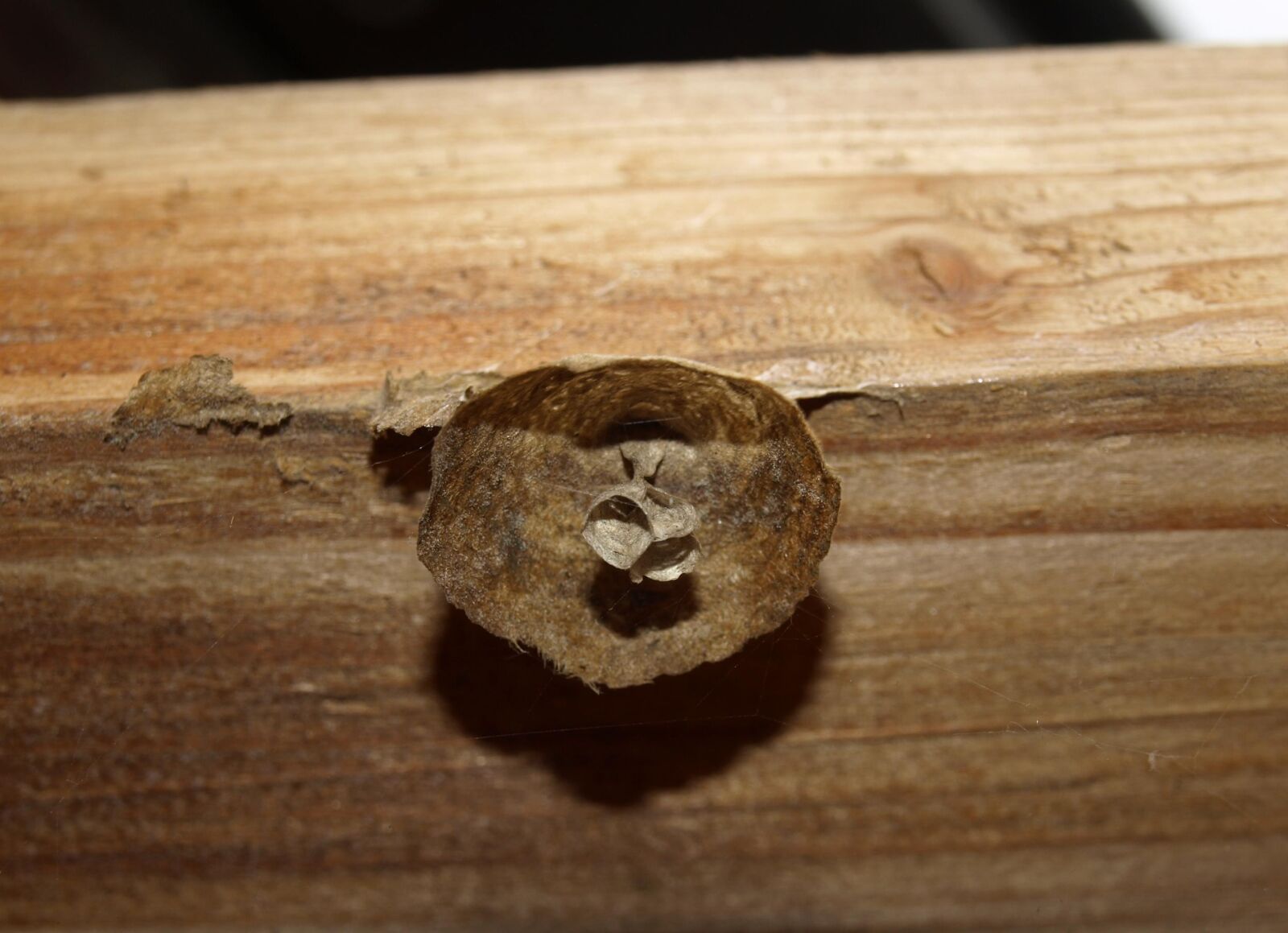 Olympus E-510 (EVOLT E-510) sample photo. The hive, wasp, insect photography