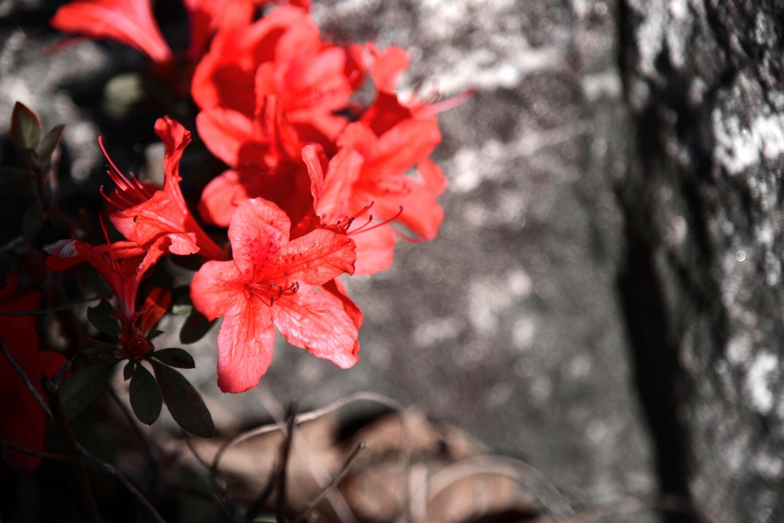 Nikon D750 sample photo. Flowers, pool, nature photography
