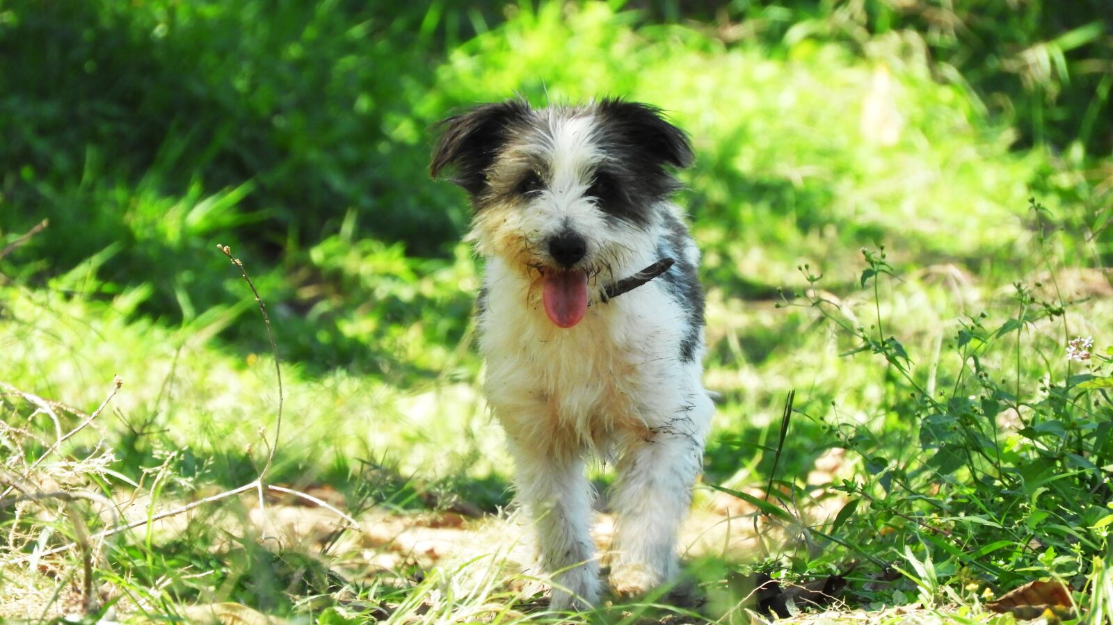 Nikon Coolpix B700 sample photo. Animal, dog, puppy photography