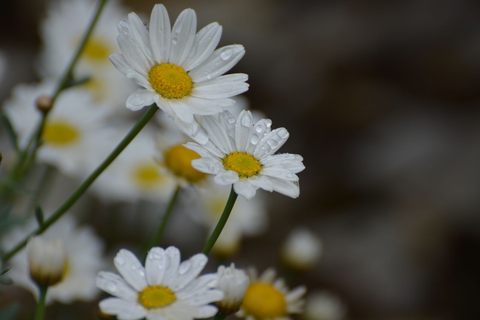 Nikon D7100 sample photo. Daisies, wildflowers, flowers photography