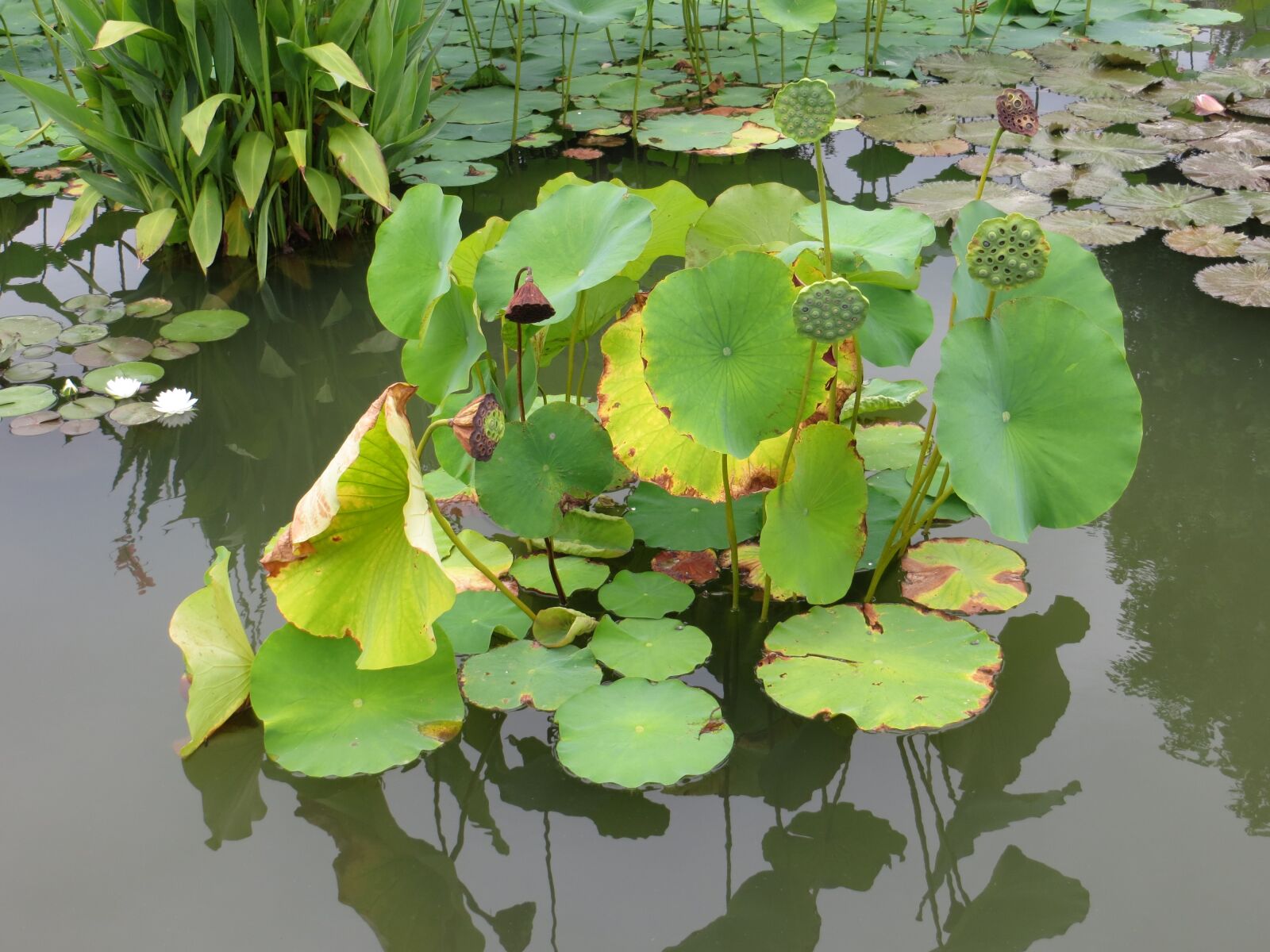 Canon PowerShot SX260 HS sample photo. Water lily, lotus, nature photography