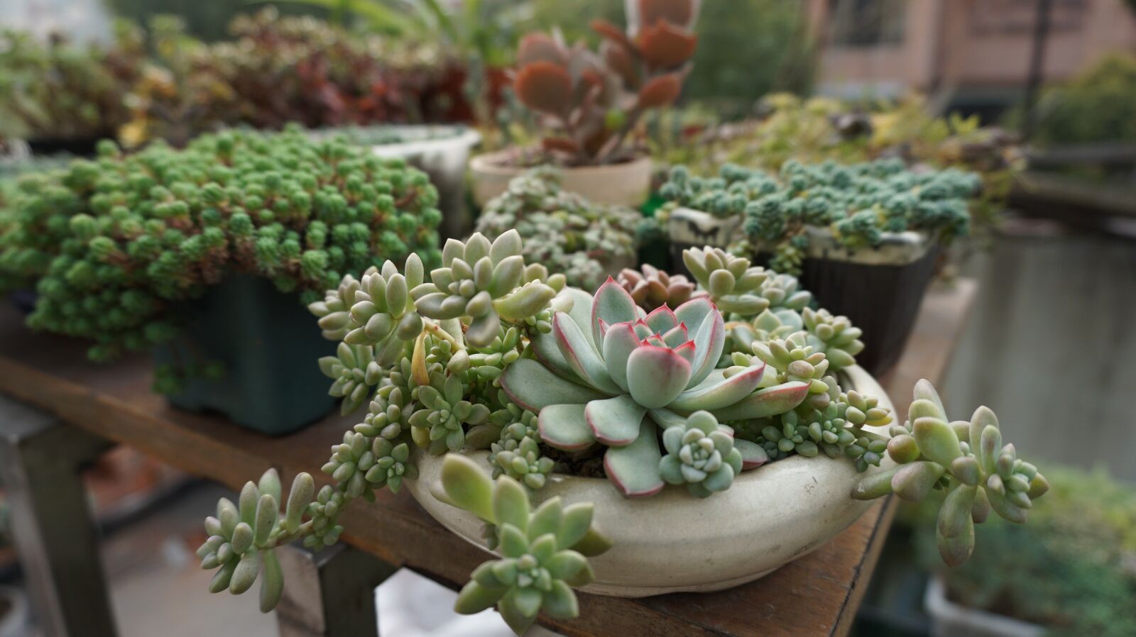 Sony a6000 sample photo. Succulent plants, green plants photography