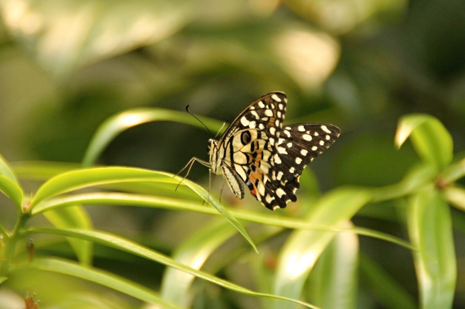 Canon EOS 1100D (EOS Rebel T3 / EOS Kiss X50) sample photo. Butterfly, pilsen, zoo photography