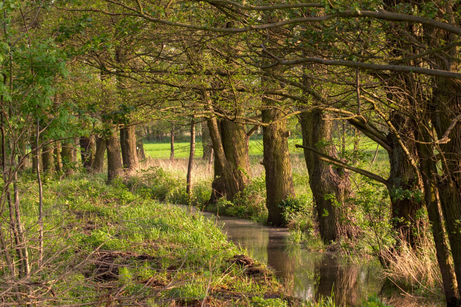 Nikon D5300 sample photo. River, tree, water photography