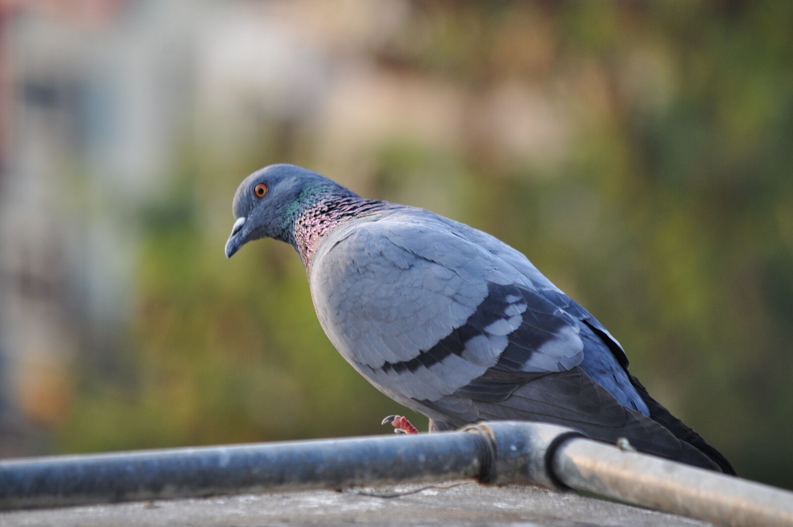 Nikon D5000 sample photo. Pigeon, bird, animal photography