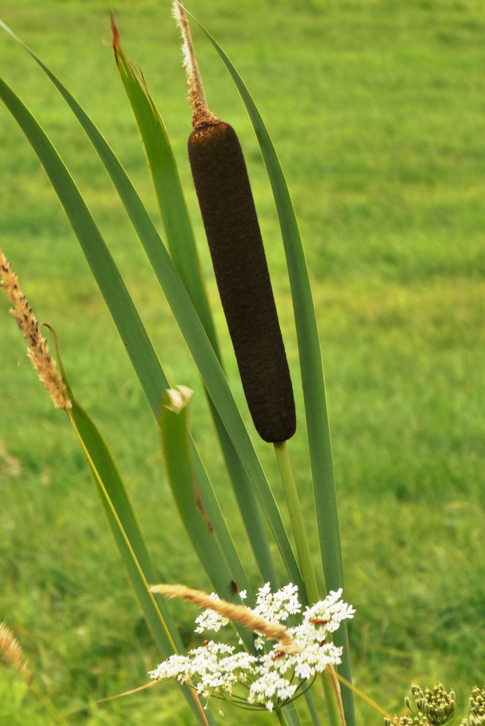 Panasonic Lumix DC-ZS70 (Lumix DC-TZ90) sample photo. Rietsigaar, cattail, typha latifolia photography