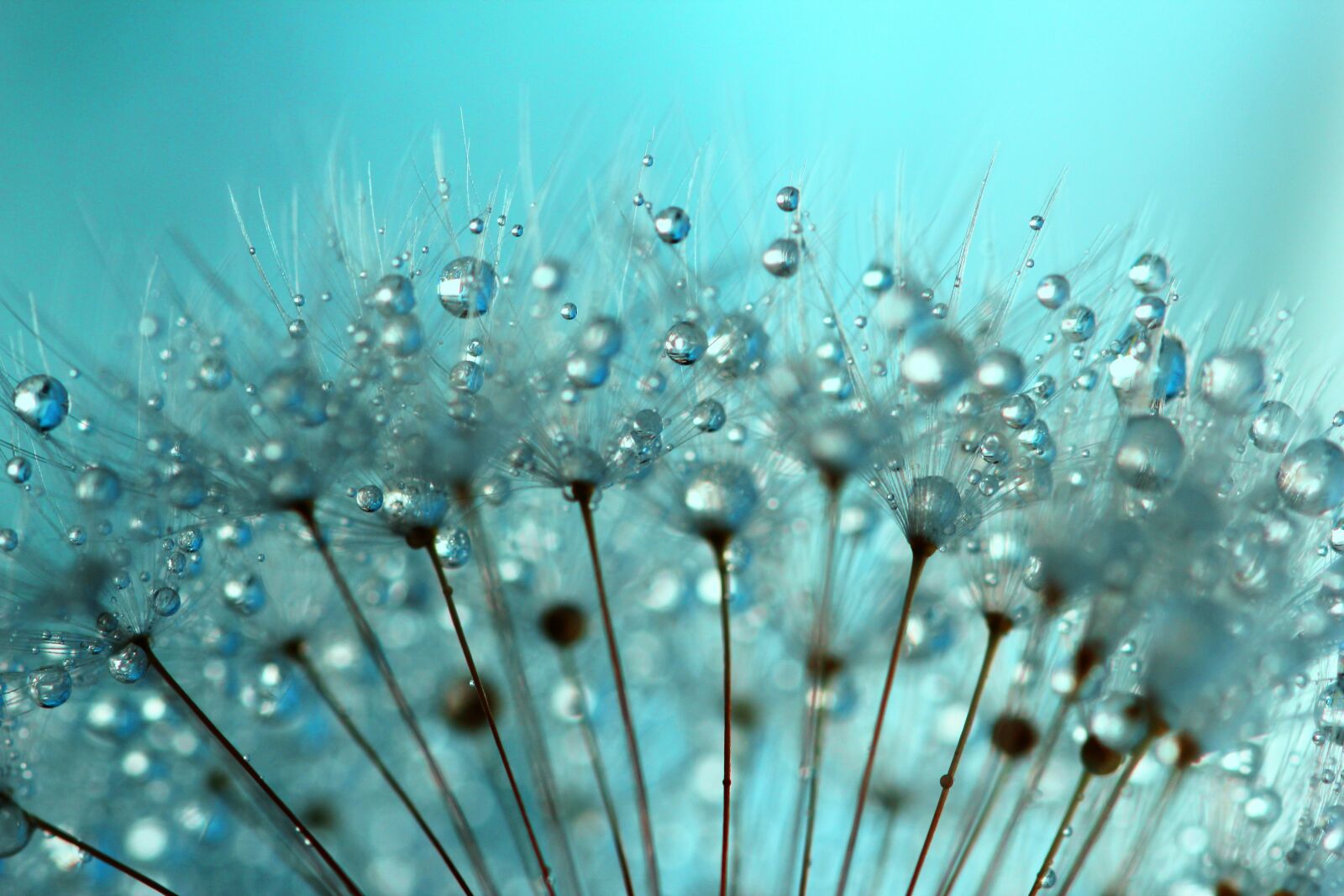 Canon EOS 550D (EOS Rebel T2i / EOS Kiss X4) sample photo. Dandelion seeds, dandelion, dandelions photography