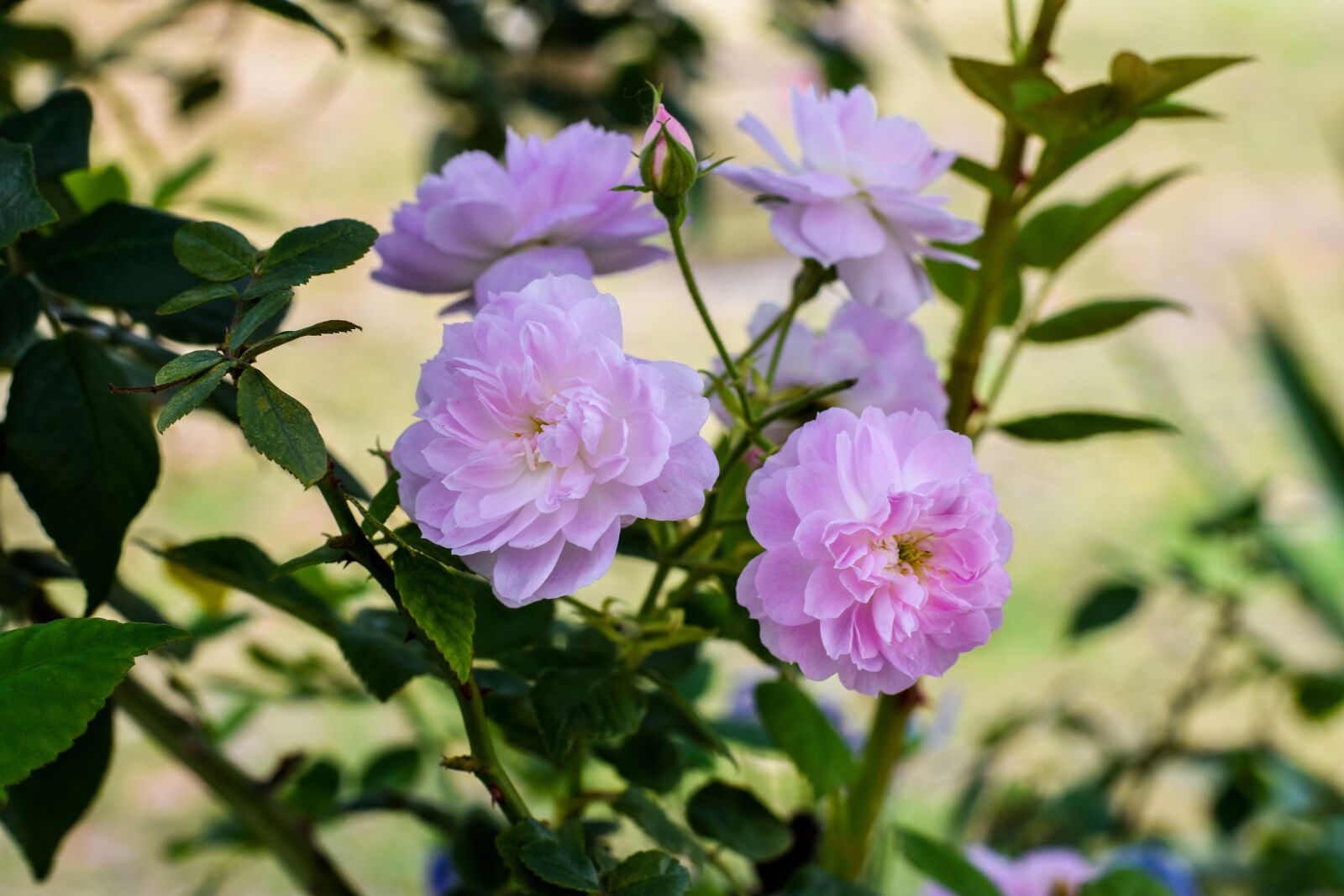 Nikon D3400 sample photo. Flowers, pink roses, flower photography