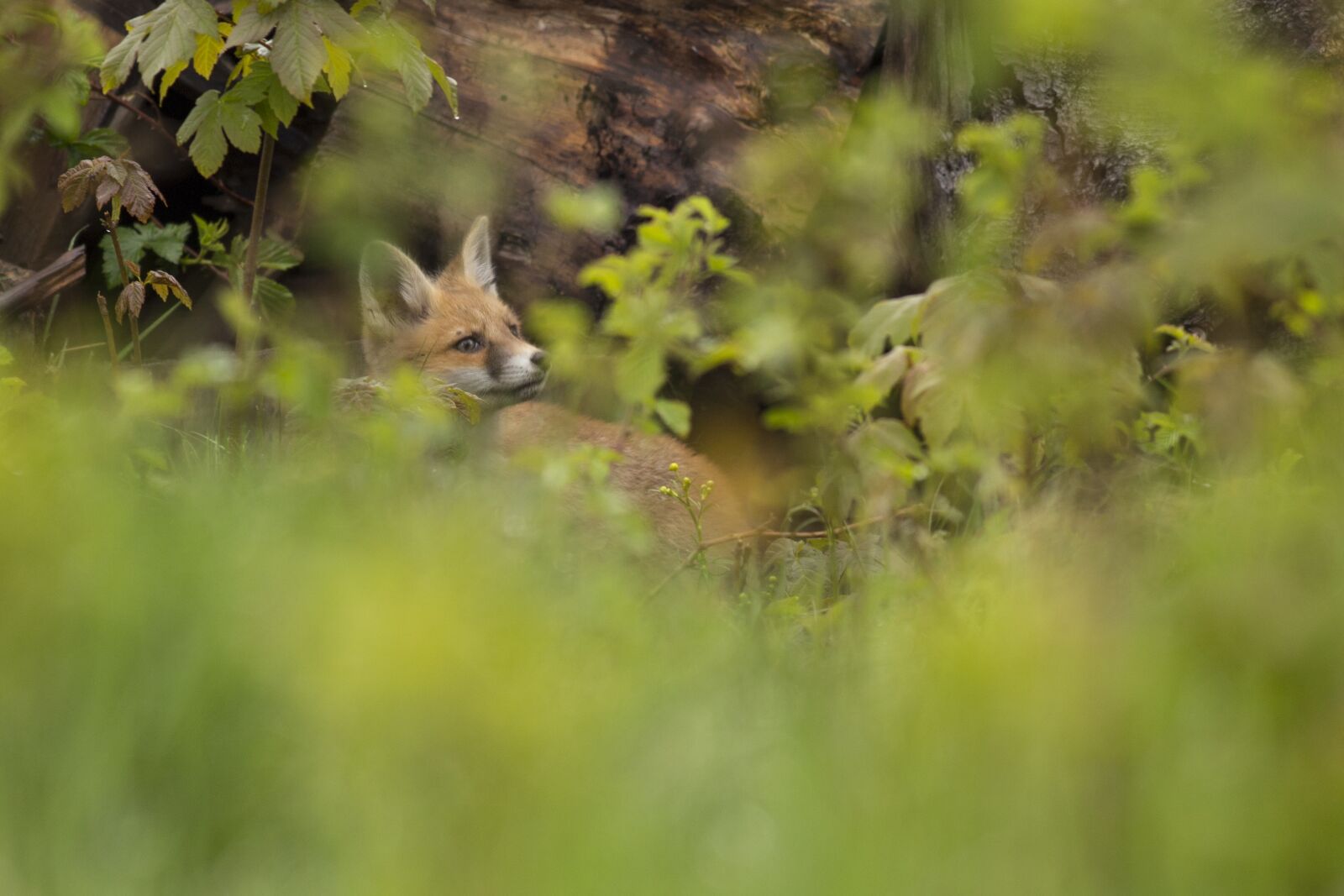 Canon EOS 6D + Canon EF 400mm F5.6L USM sample photo. Fox, nature photography