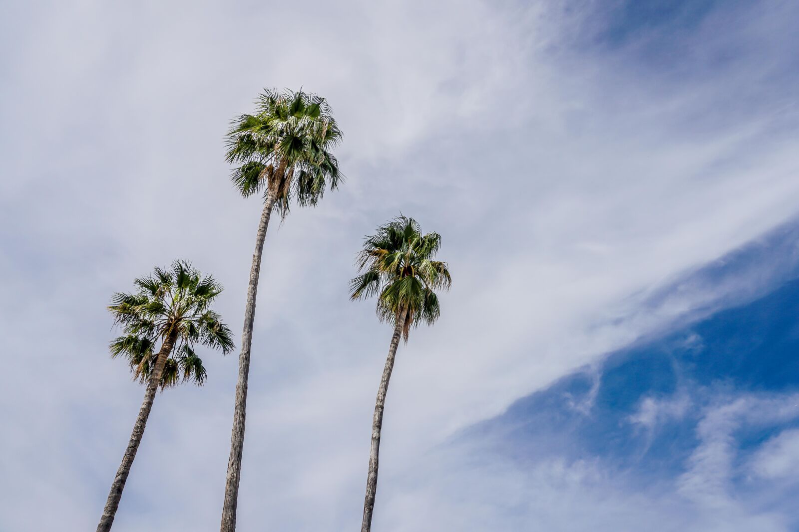 Sony a6500 sample photo. Palms, nature, sky photography